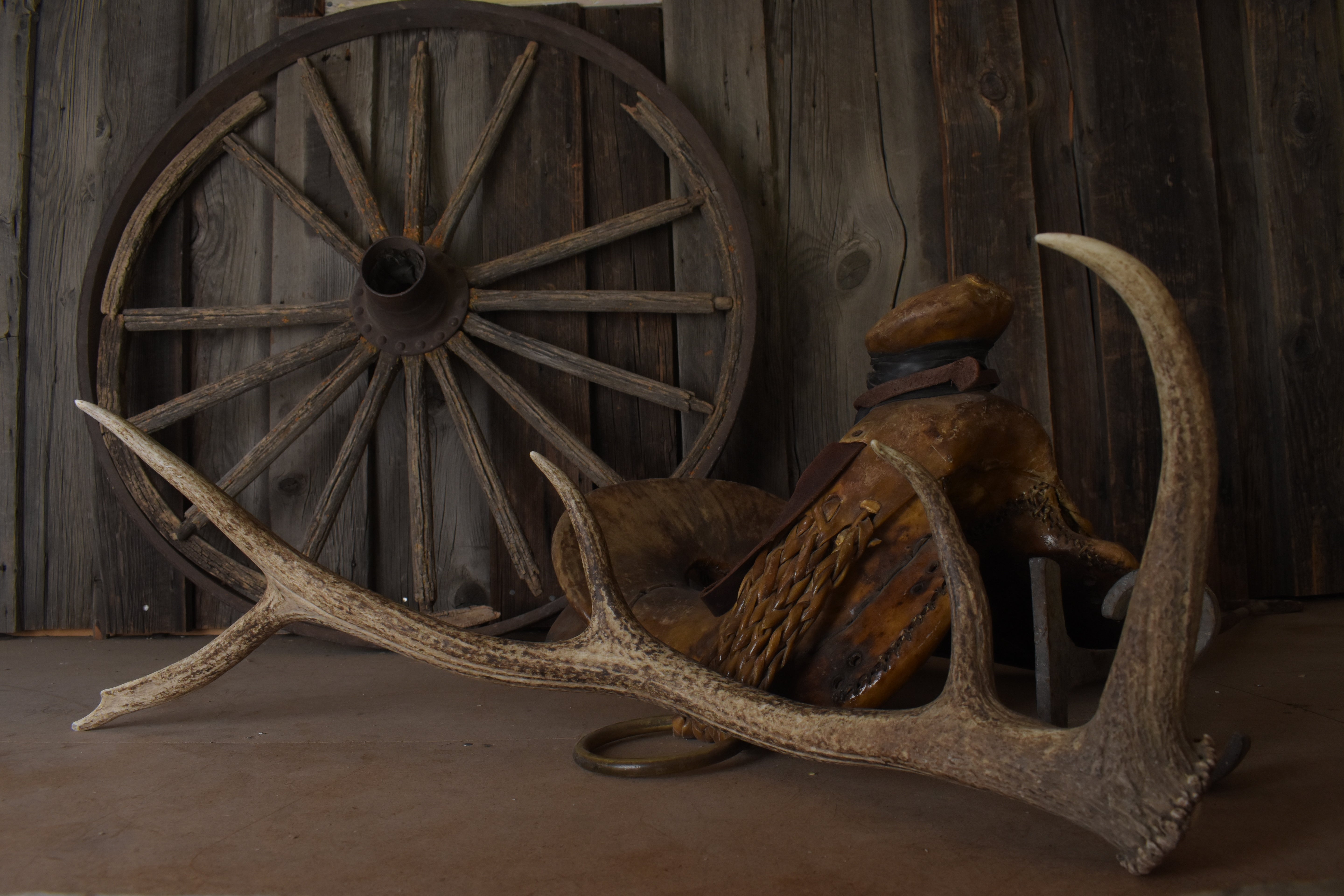 Elk Antler | Medium Size | 142