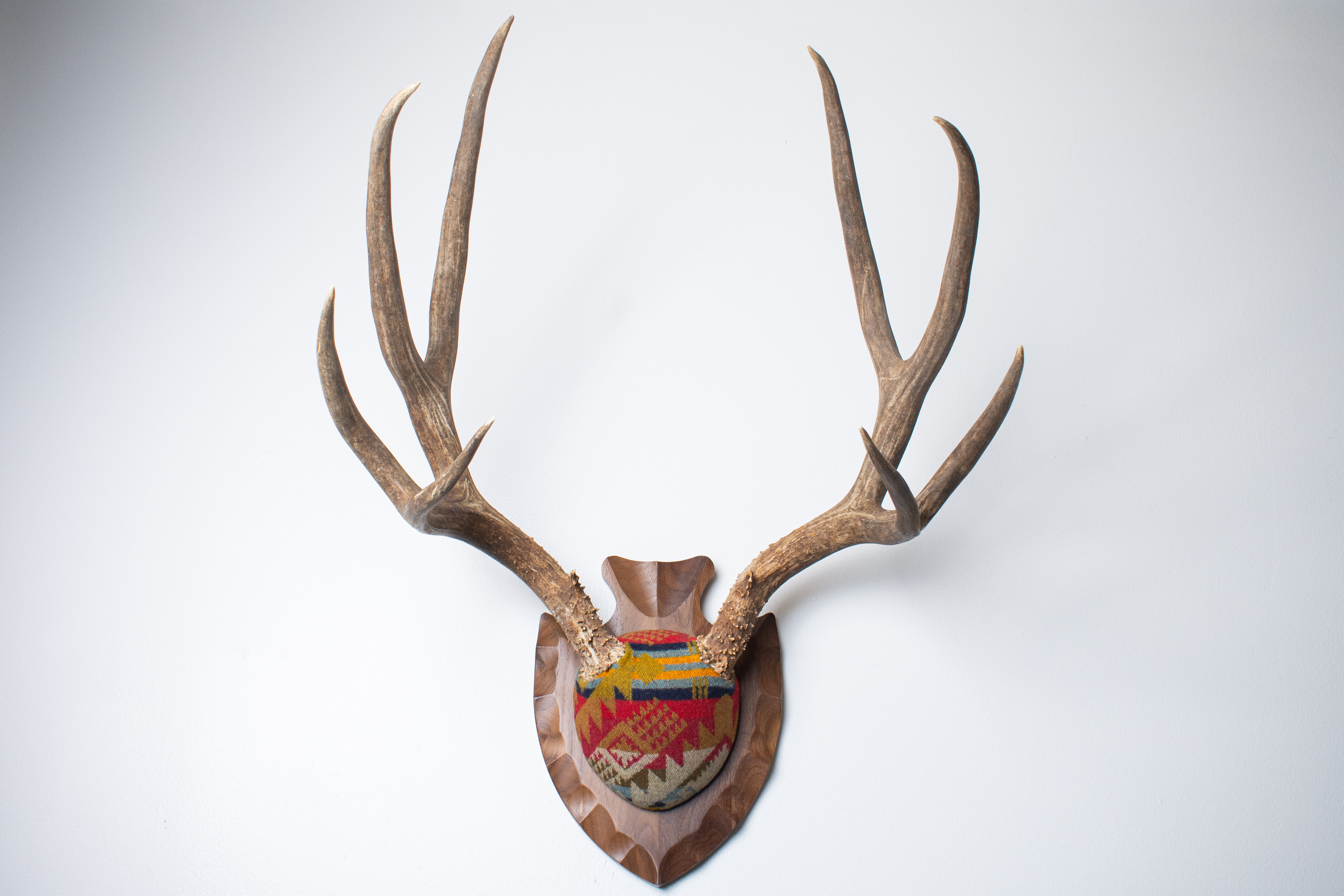 SOLD OUT | Mule Deer Antler Mount | Canyon | 13