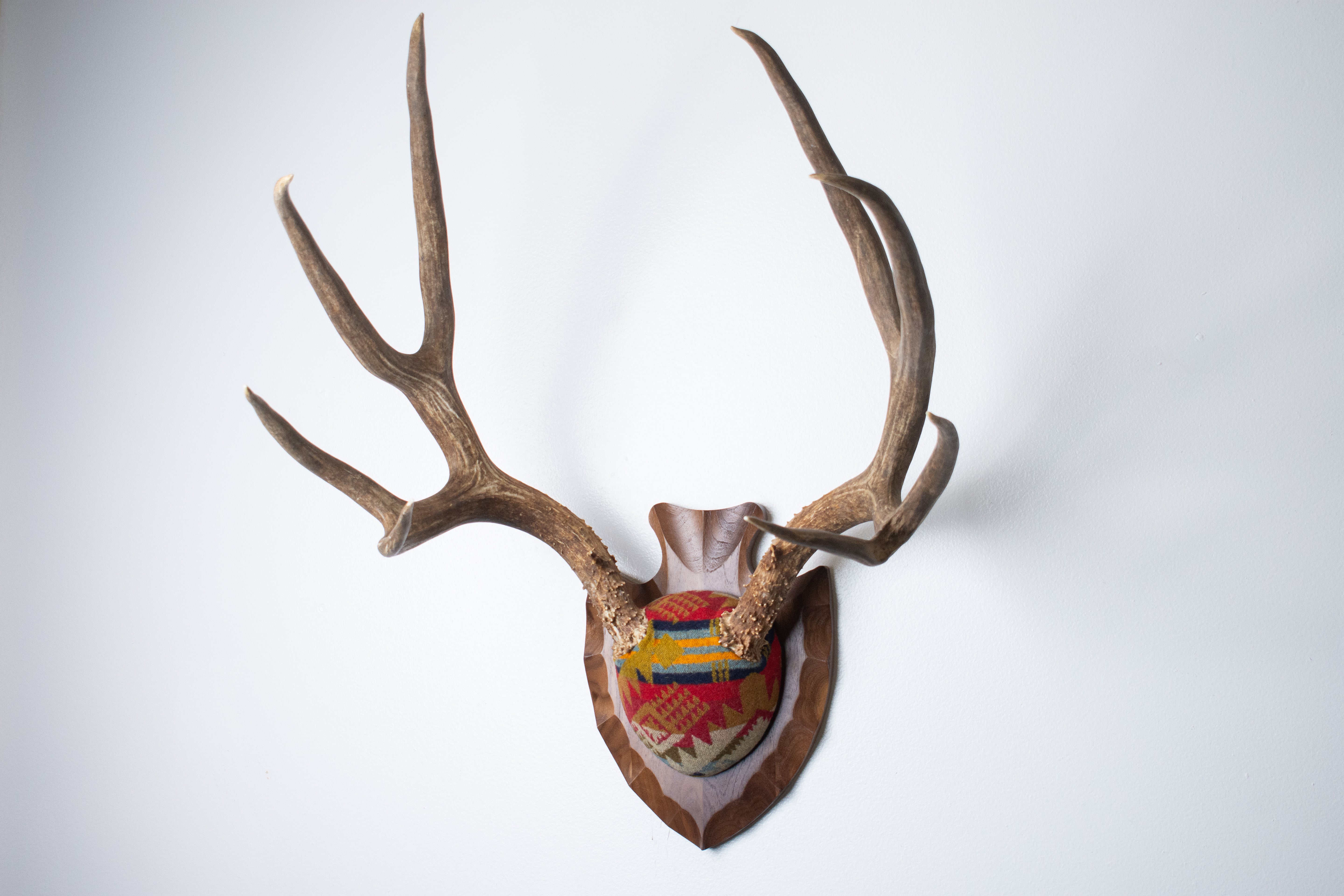 SOLD OUT | Mule Deer Antler Mount | Canyon | 13