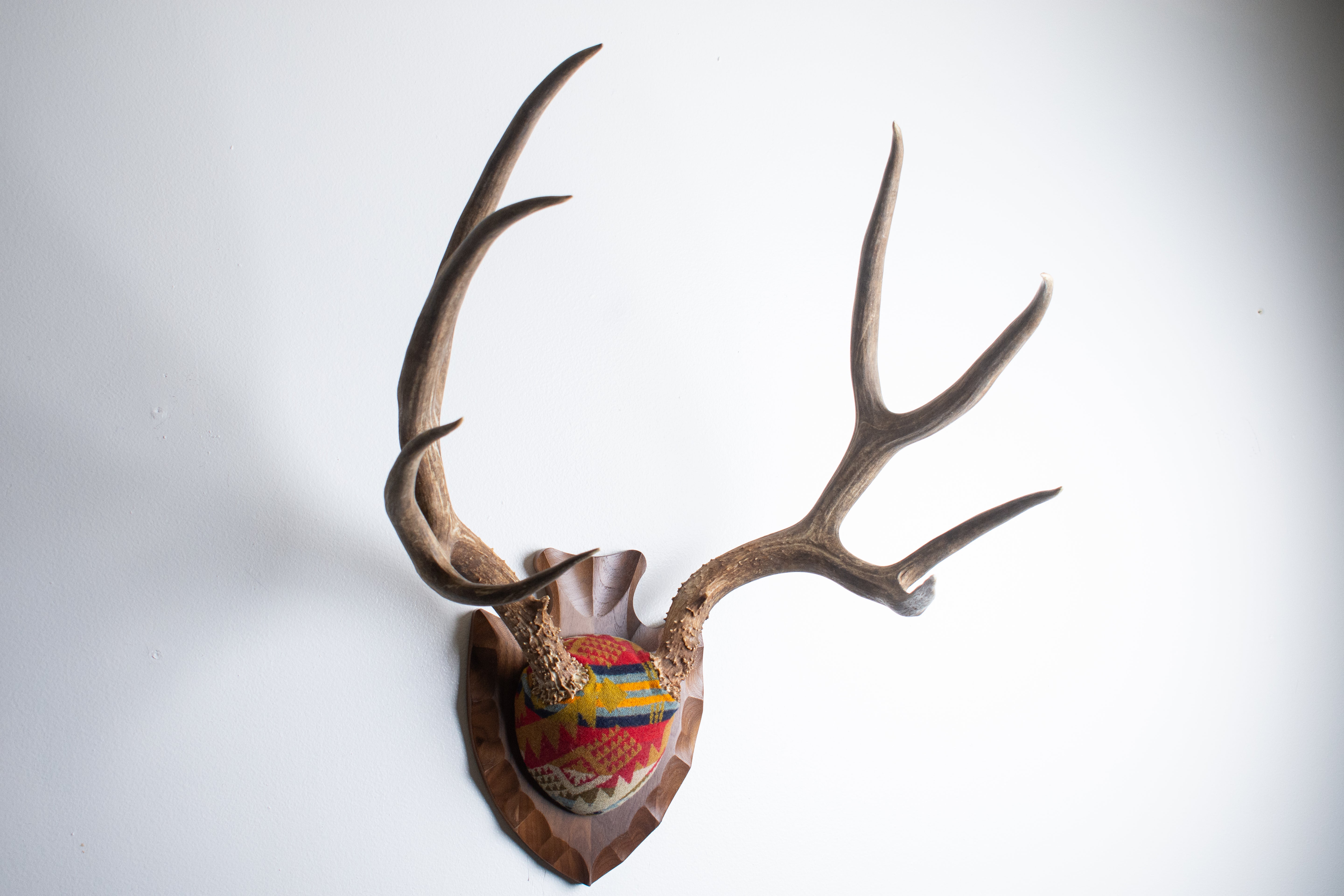 SOLD OUT | Mule Deer Antler Mount | Canyon | 13