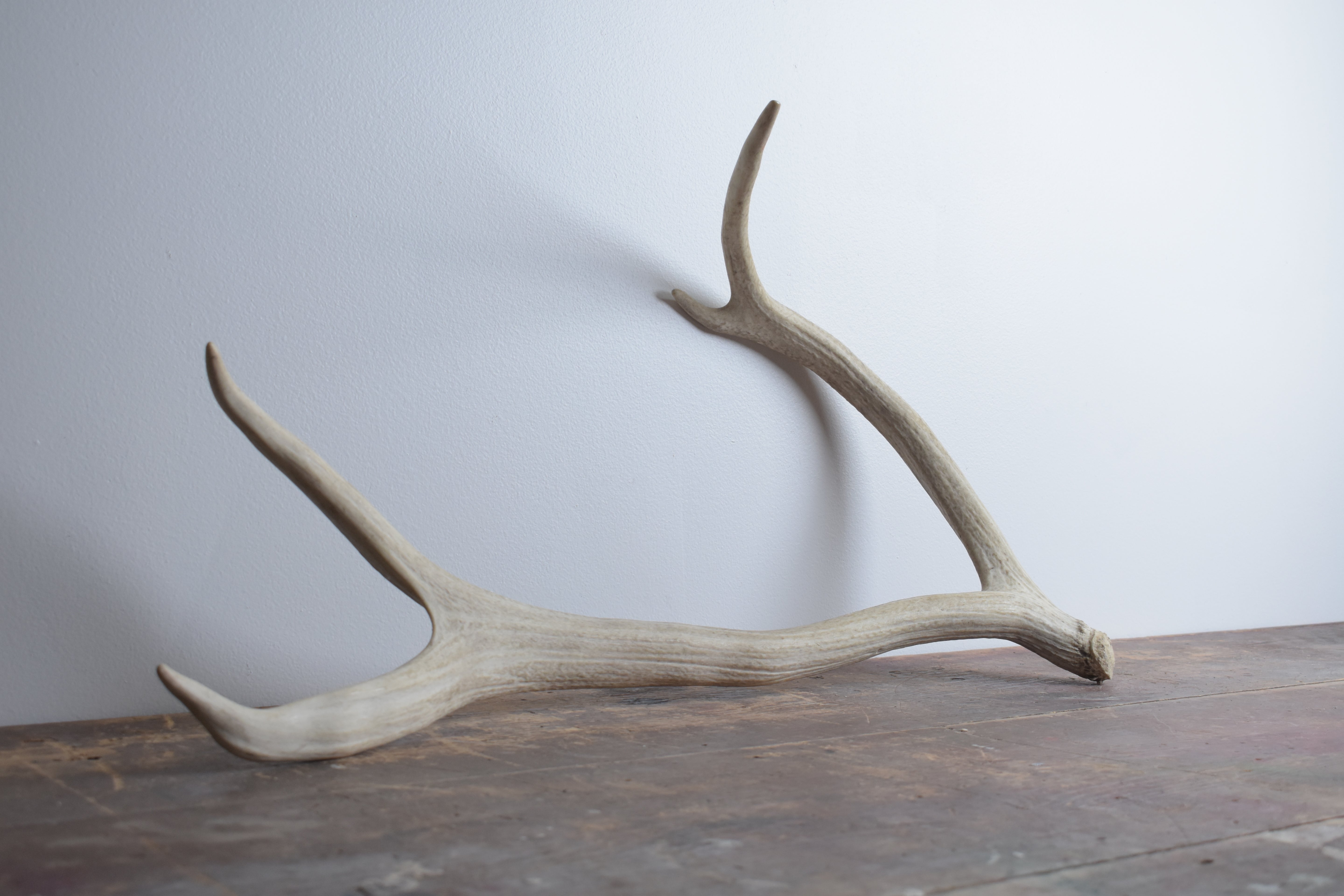 Elk Antler | Medium Size | 48