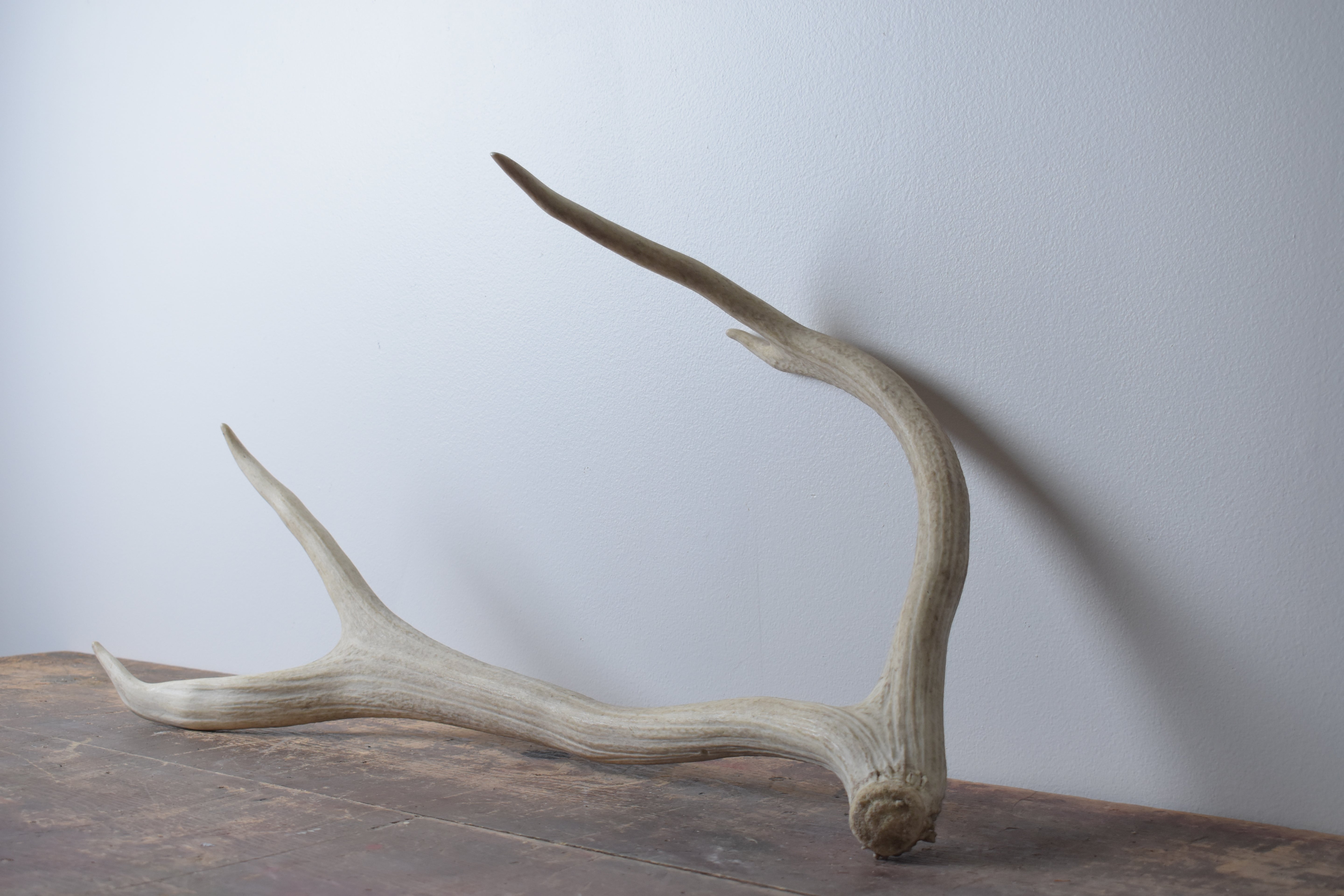 Elk Antler | Medium Size | 48