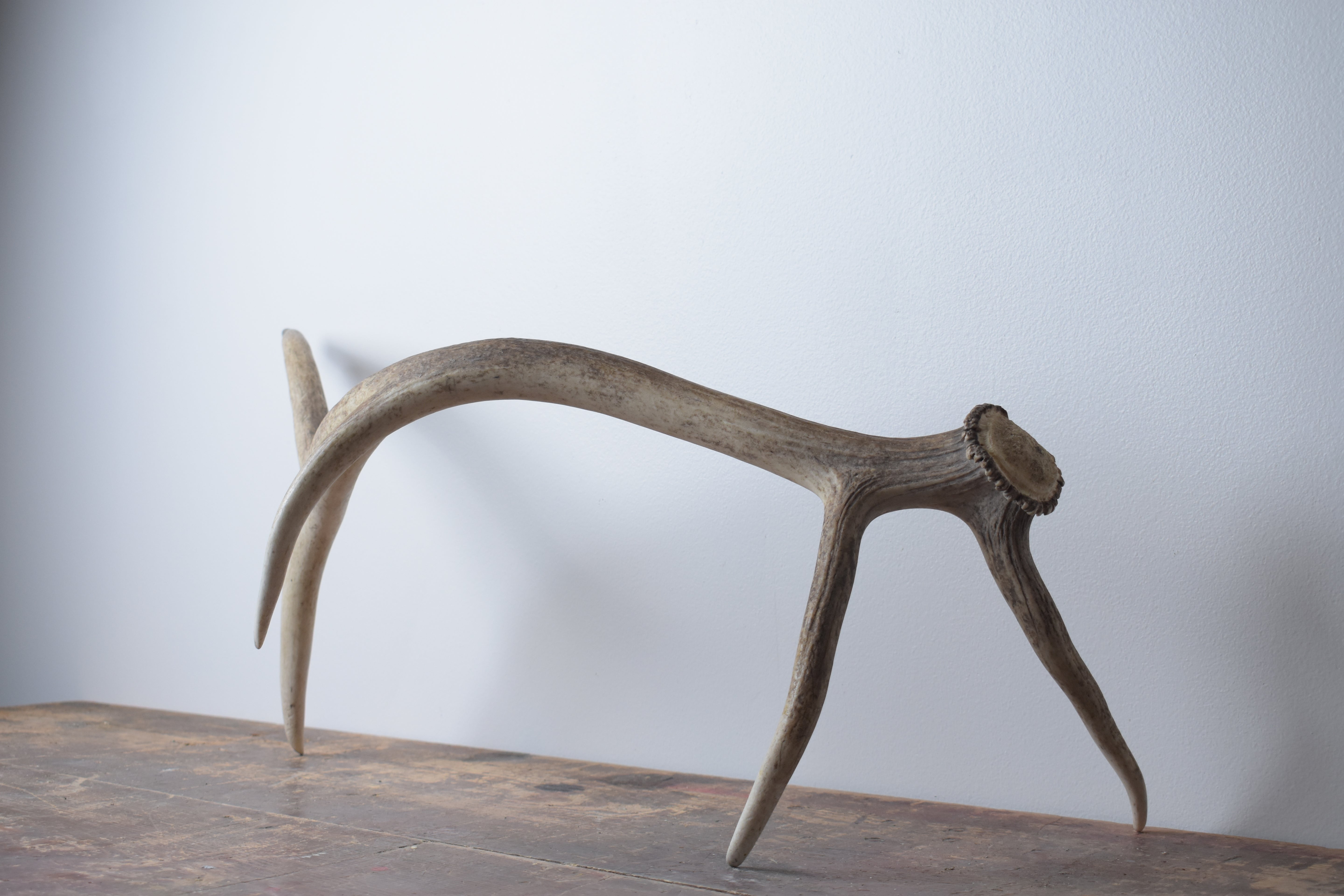 Elk Antler | Medium Size | 51