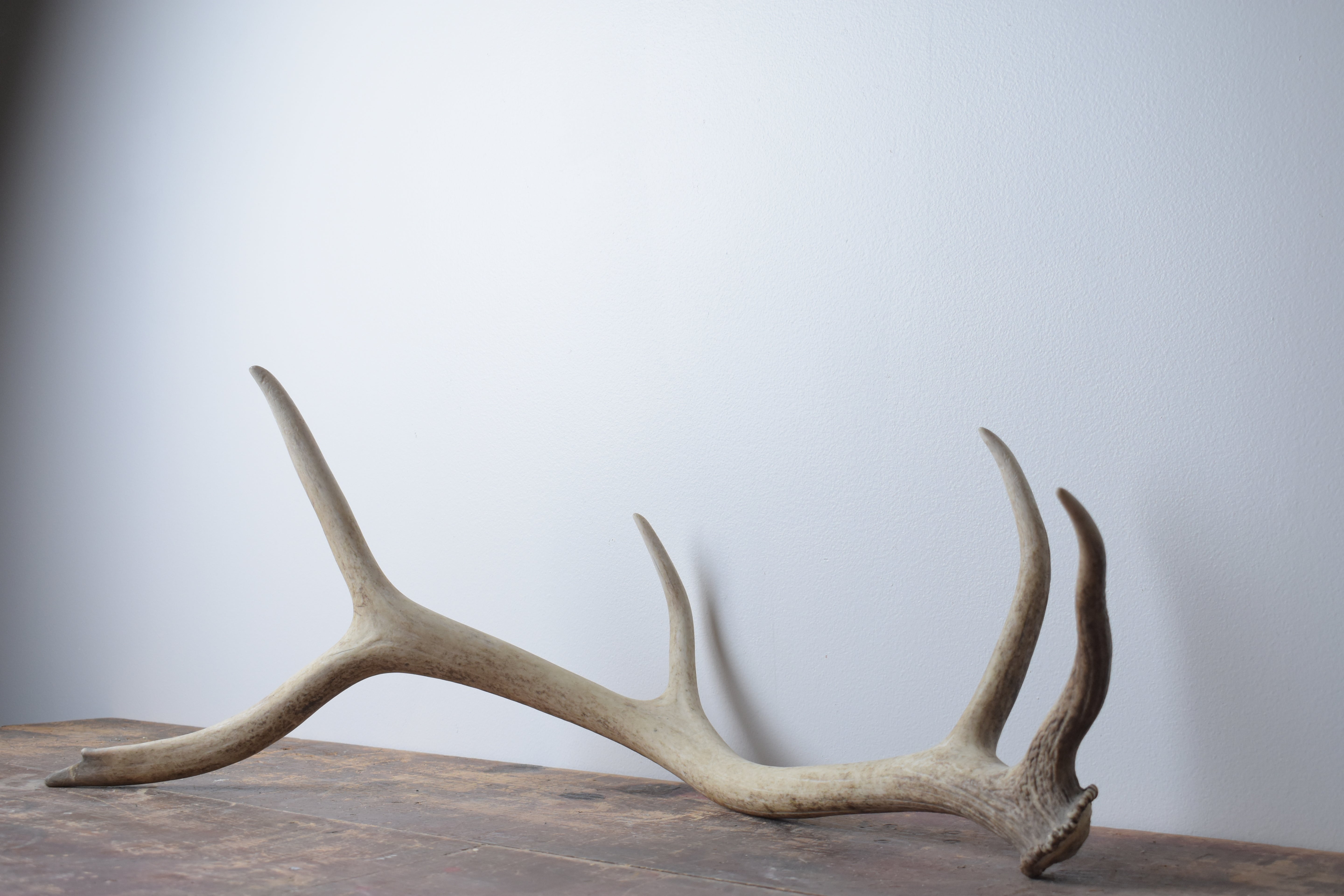 Elk Antler | Medium Size | 51
