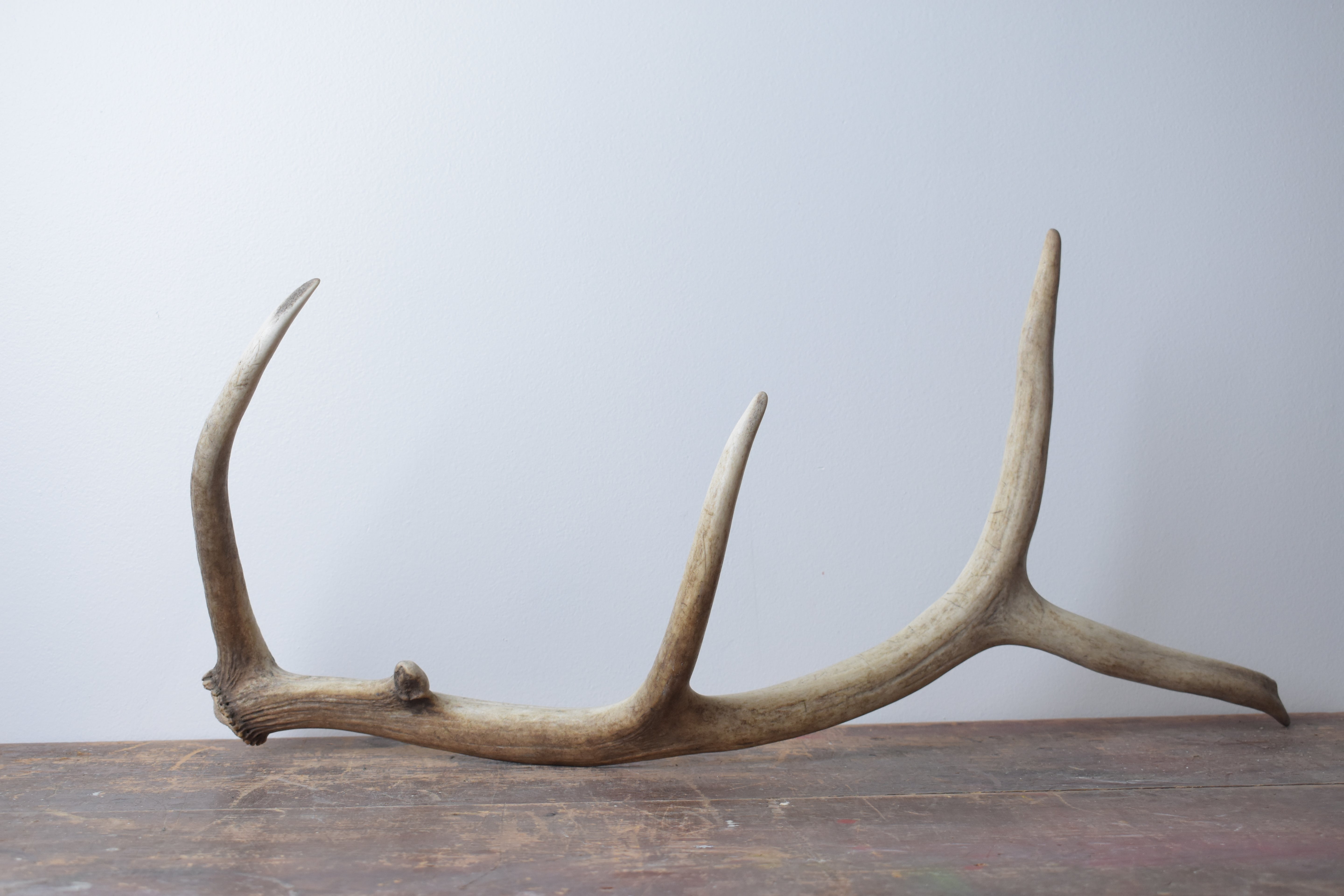 Elk Antler | 49