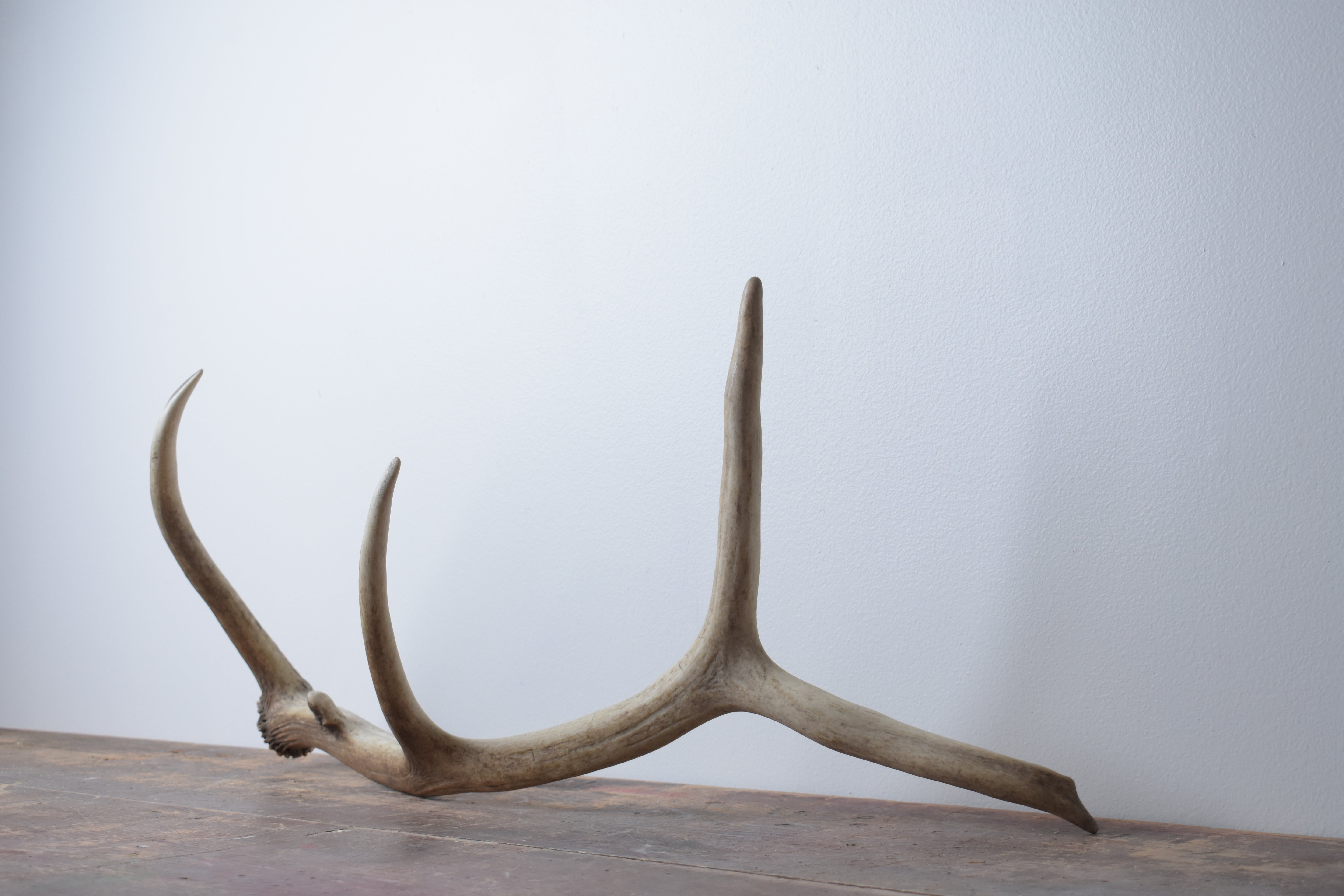 Elk Antler | 49