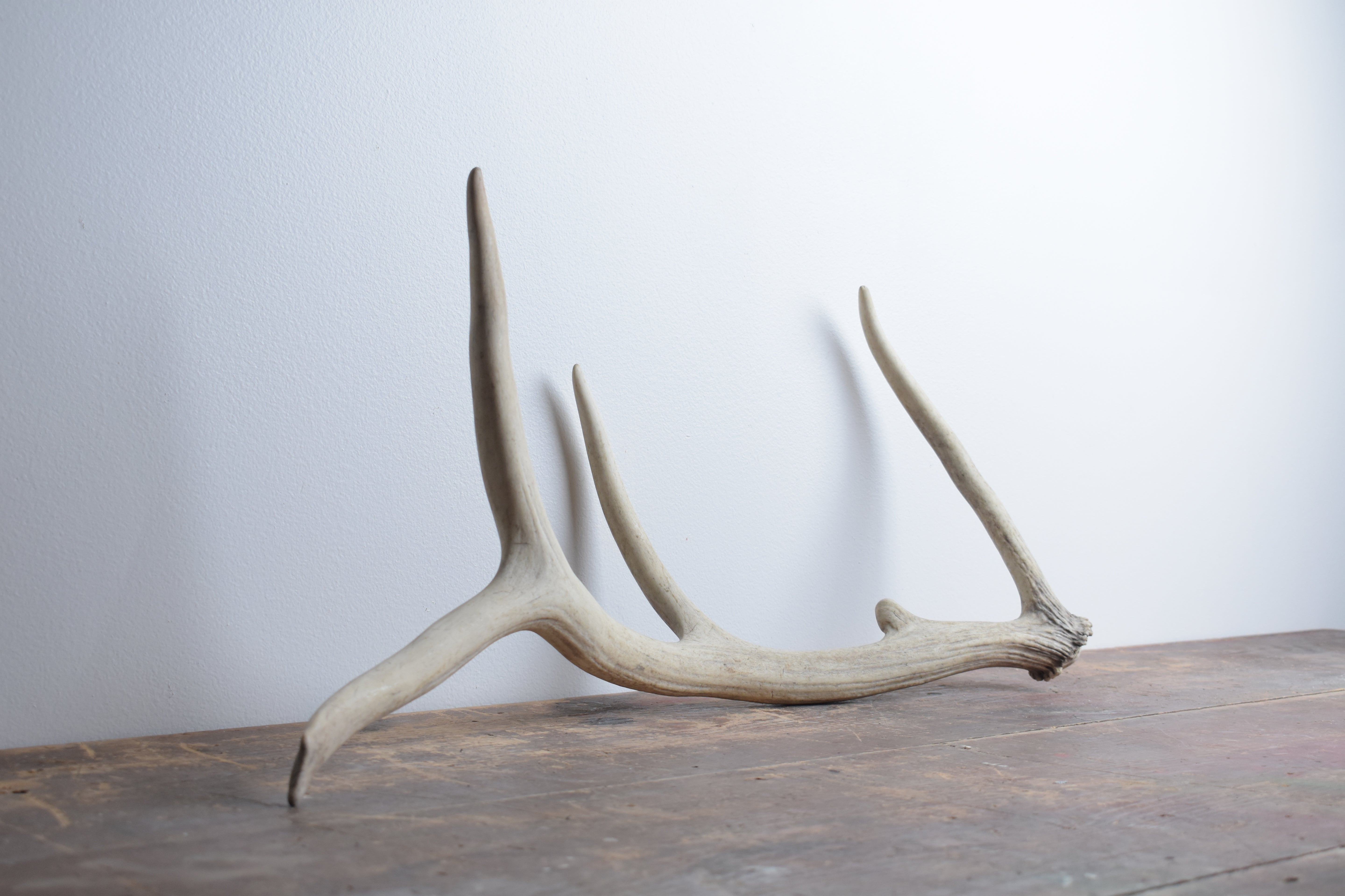 Elk Antler | 49