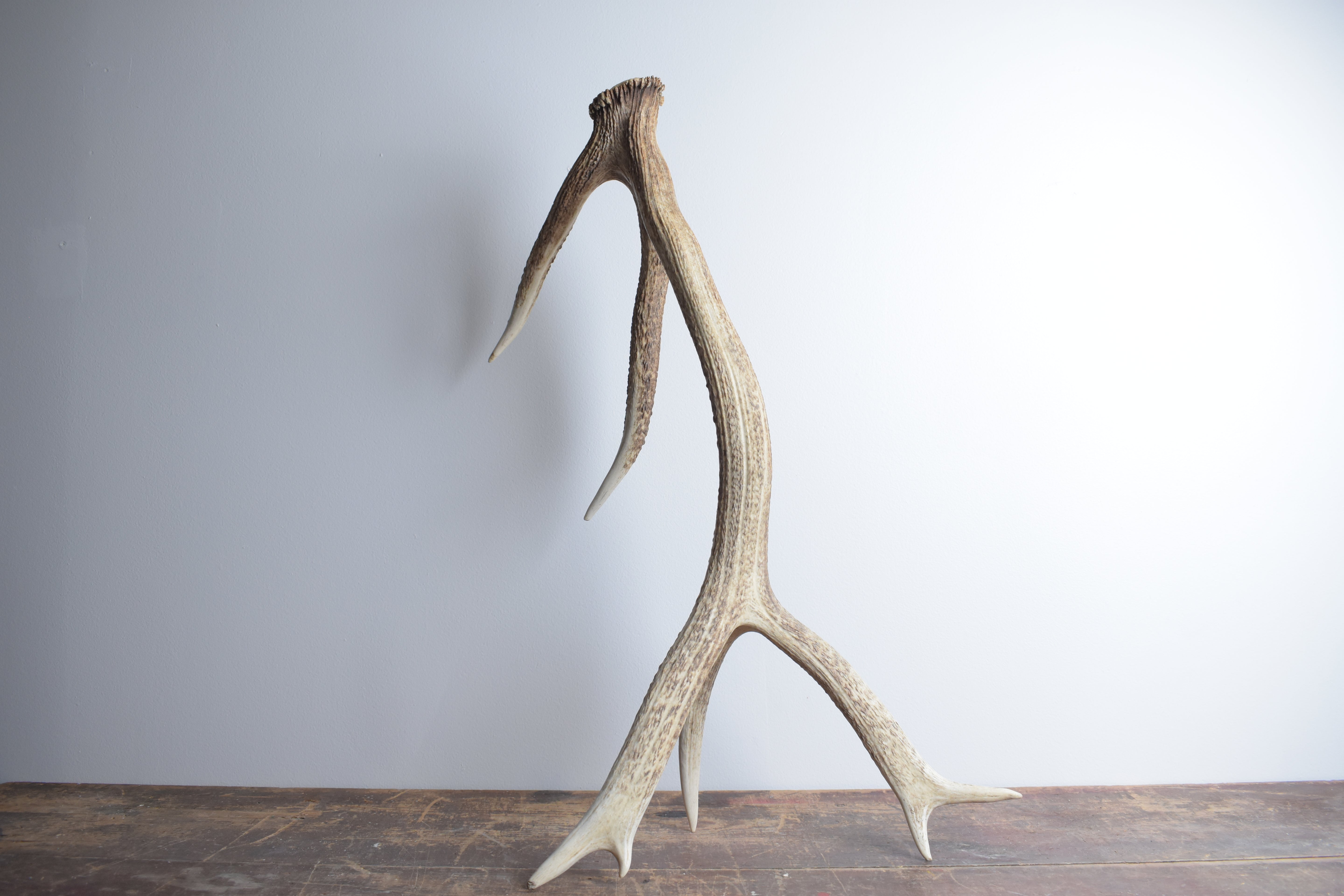 Elk Antler | 02 | SOLD OUT