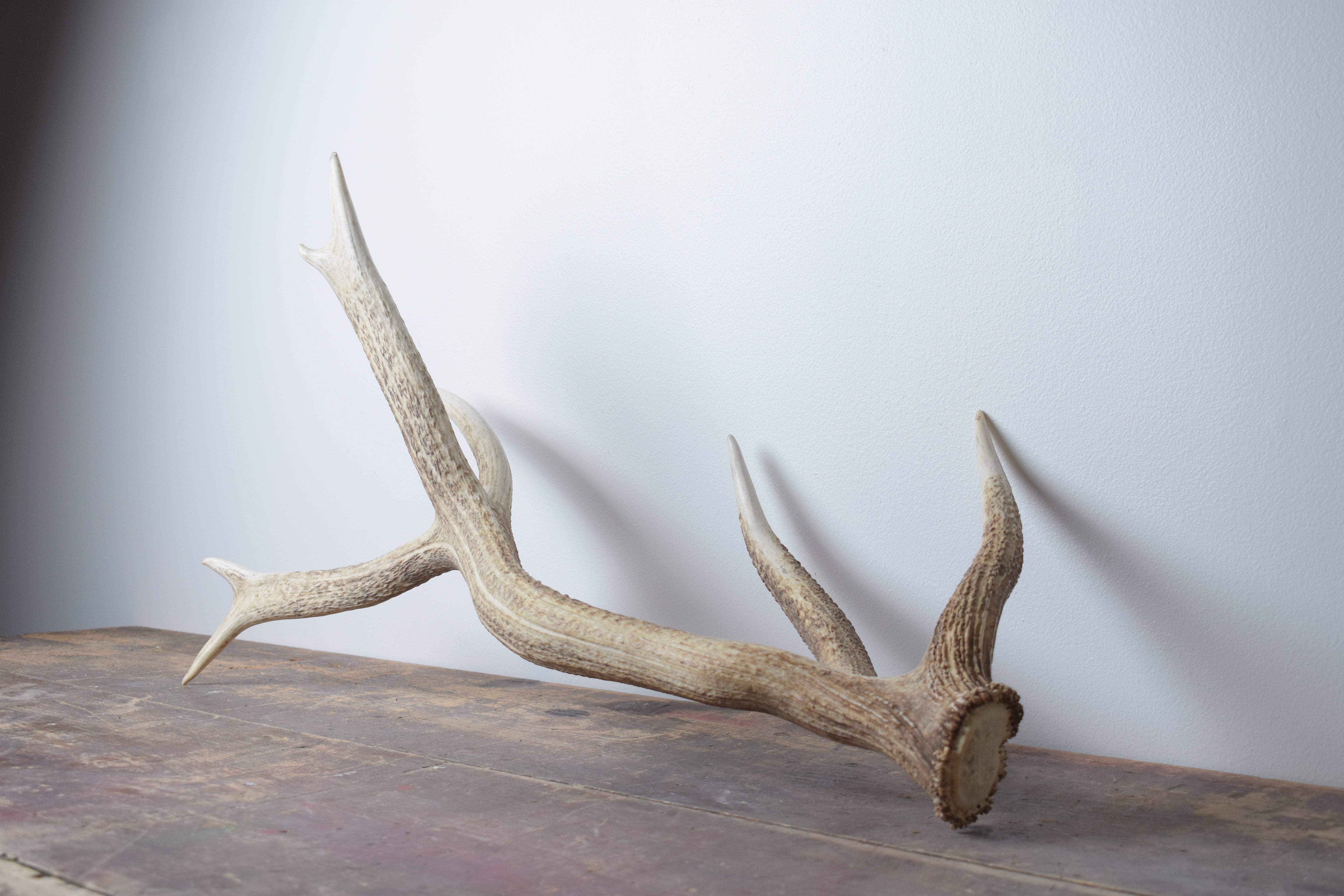 Elk Antler | 02 | SOLD OUT