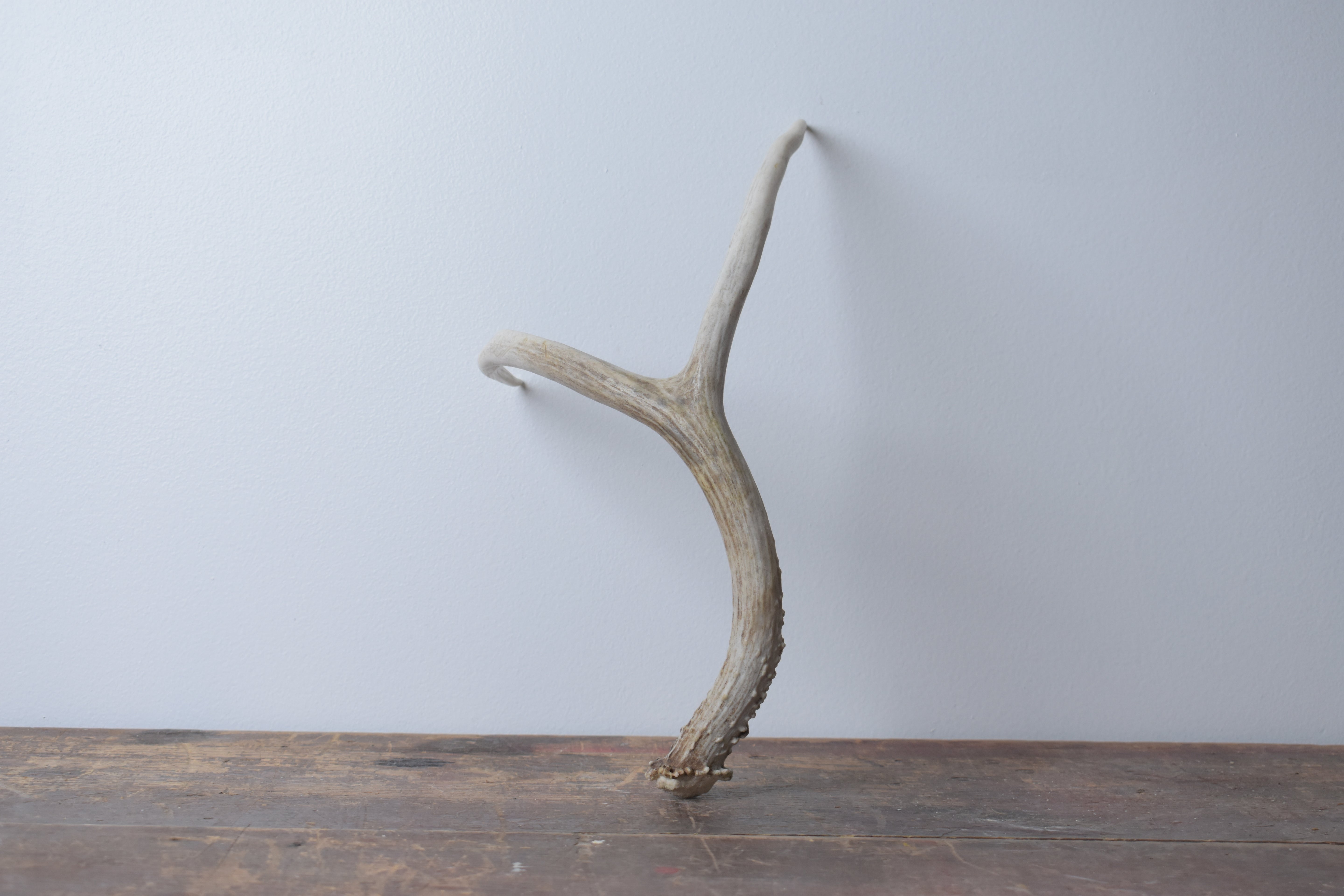 Mule Deer Antler | Medium Size | 15