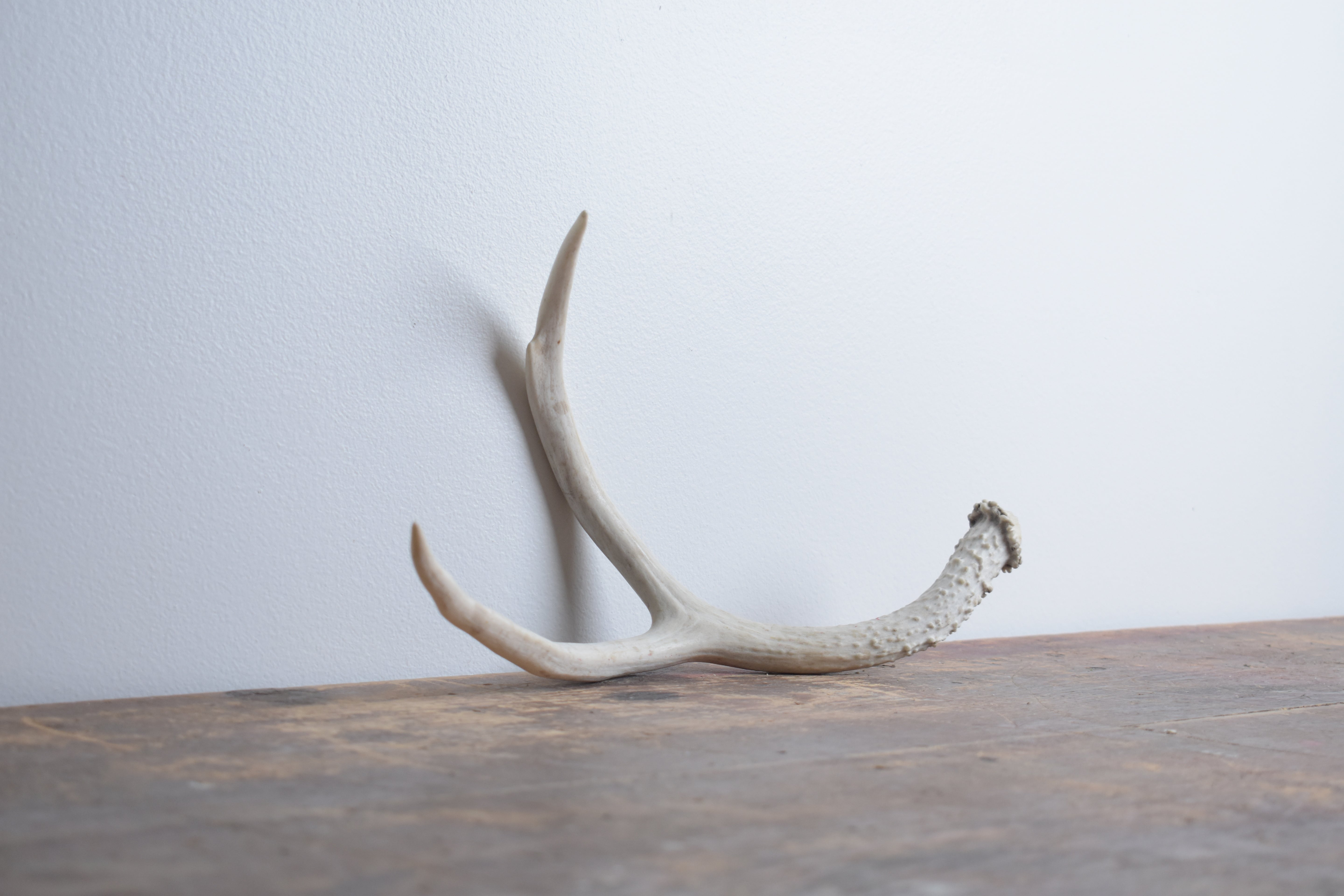 Mule Deer Antler | Medium Size | 15