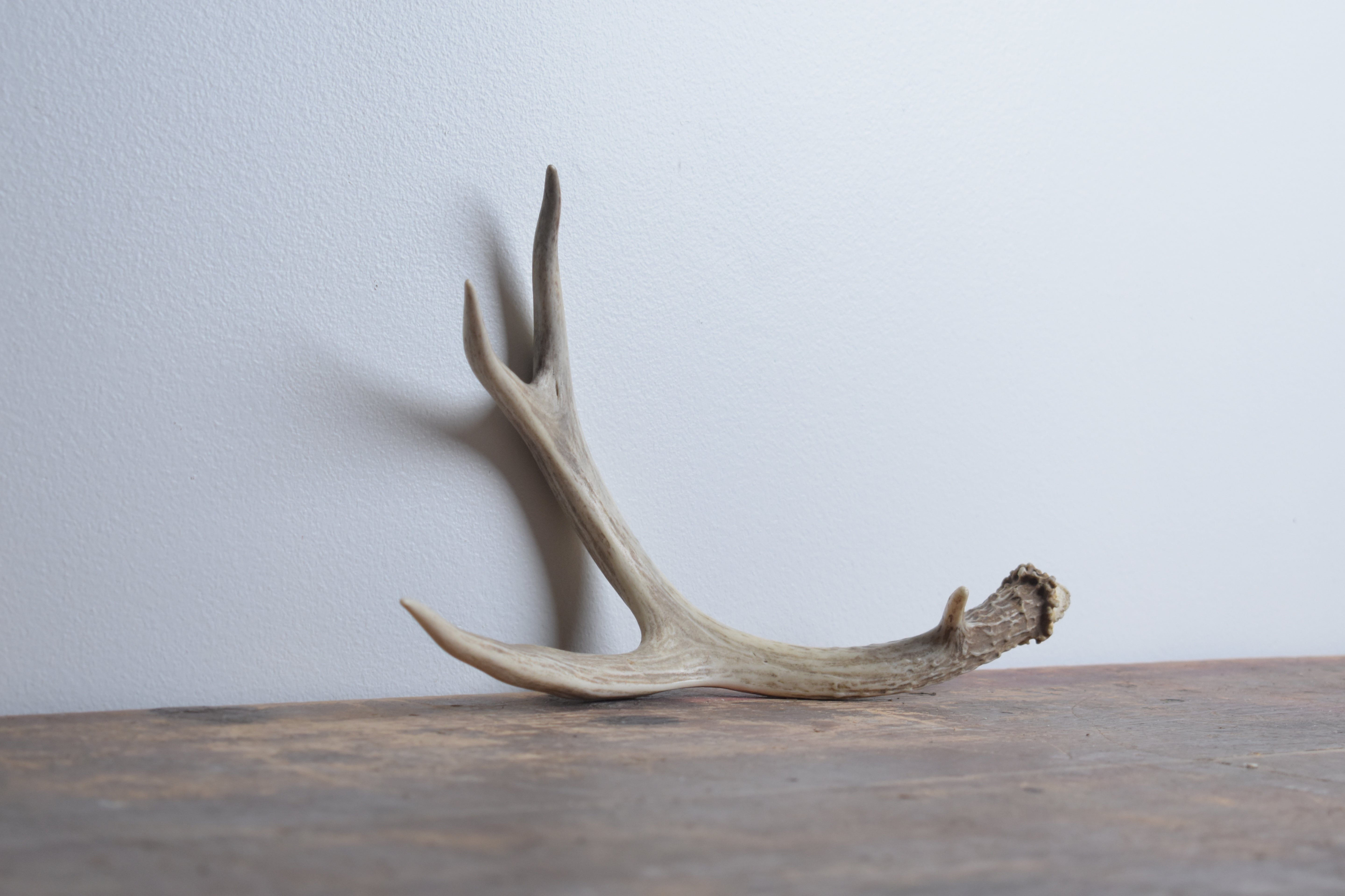 Whitetail Deer Antler | Small Size | 05
