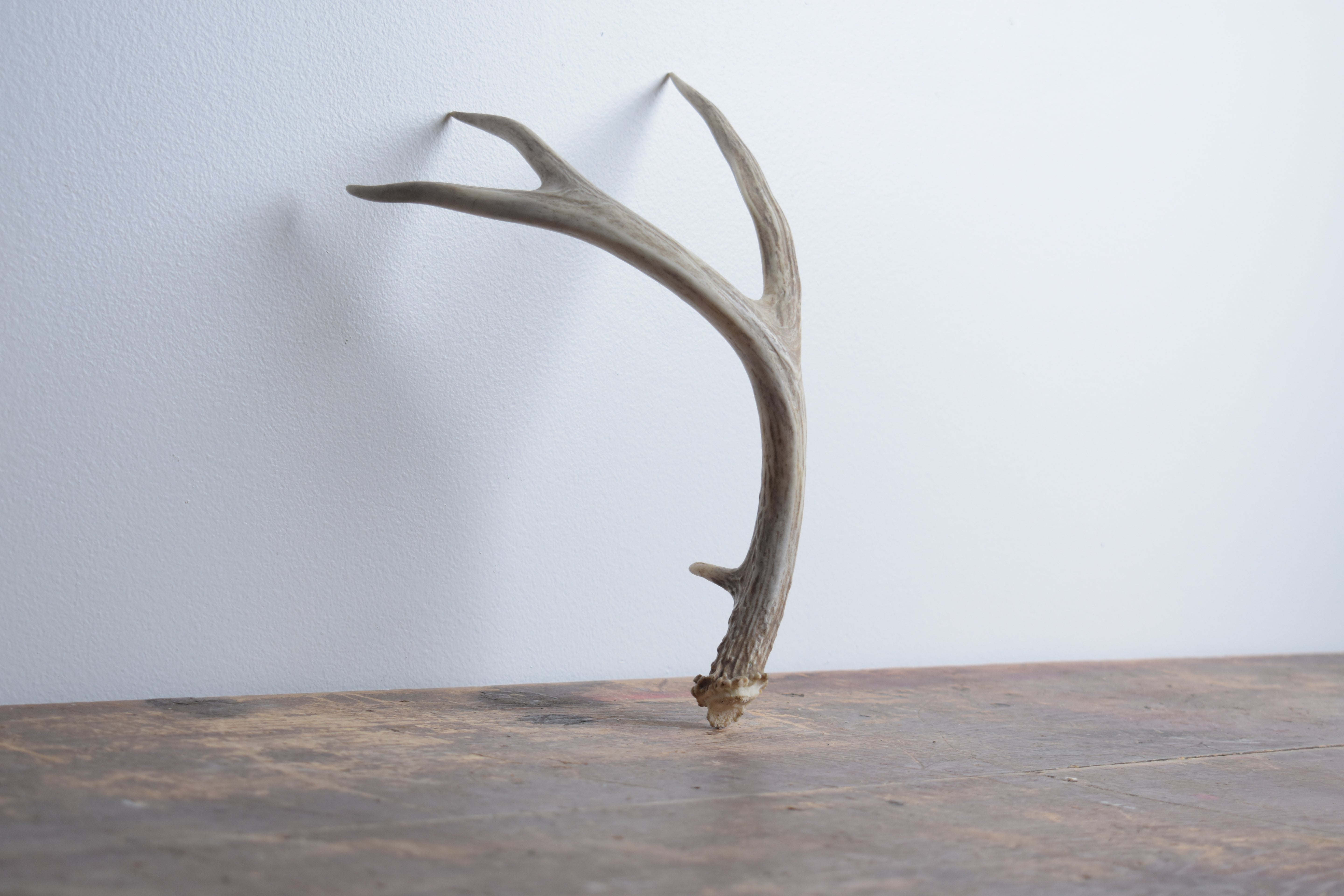 Whitetail Deer Antler | Small Size | 05