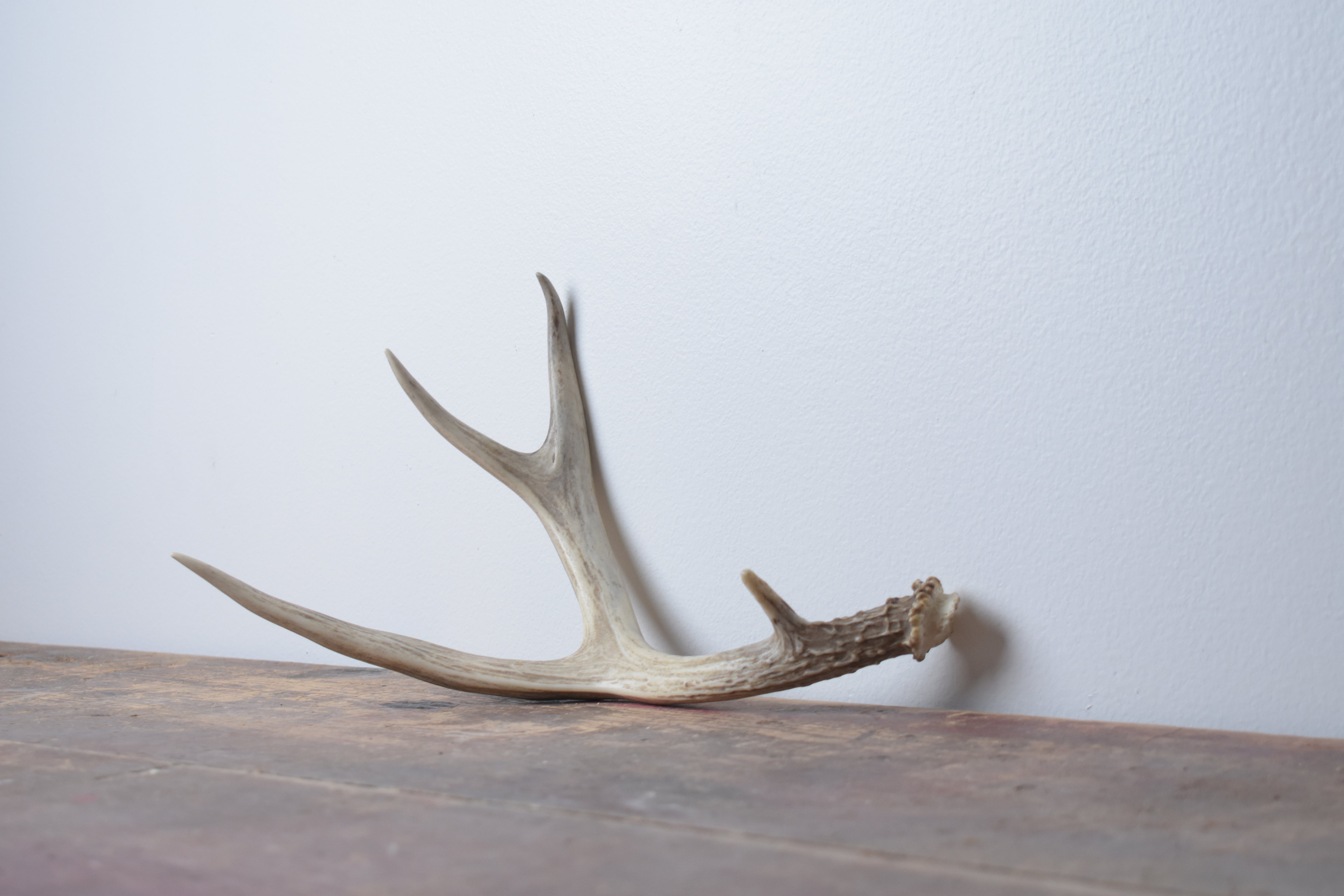 Whitetail Deer Antler | Small Size | 05