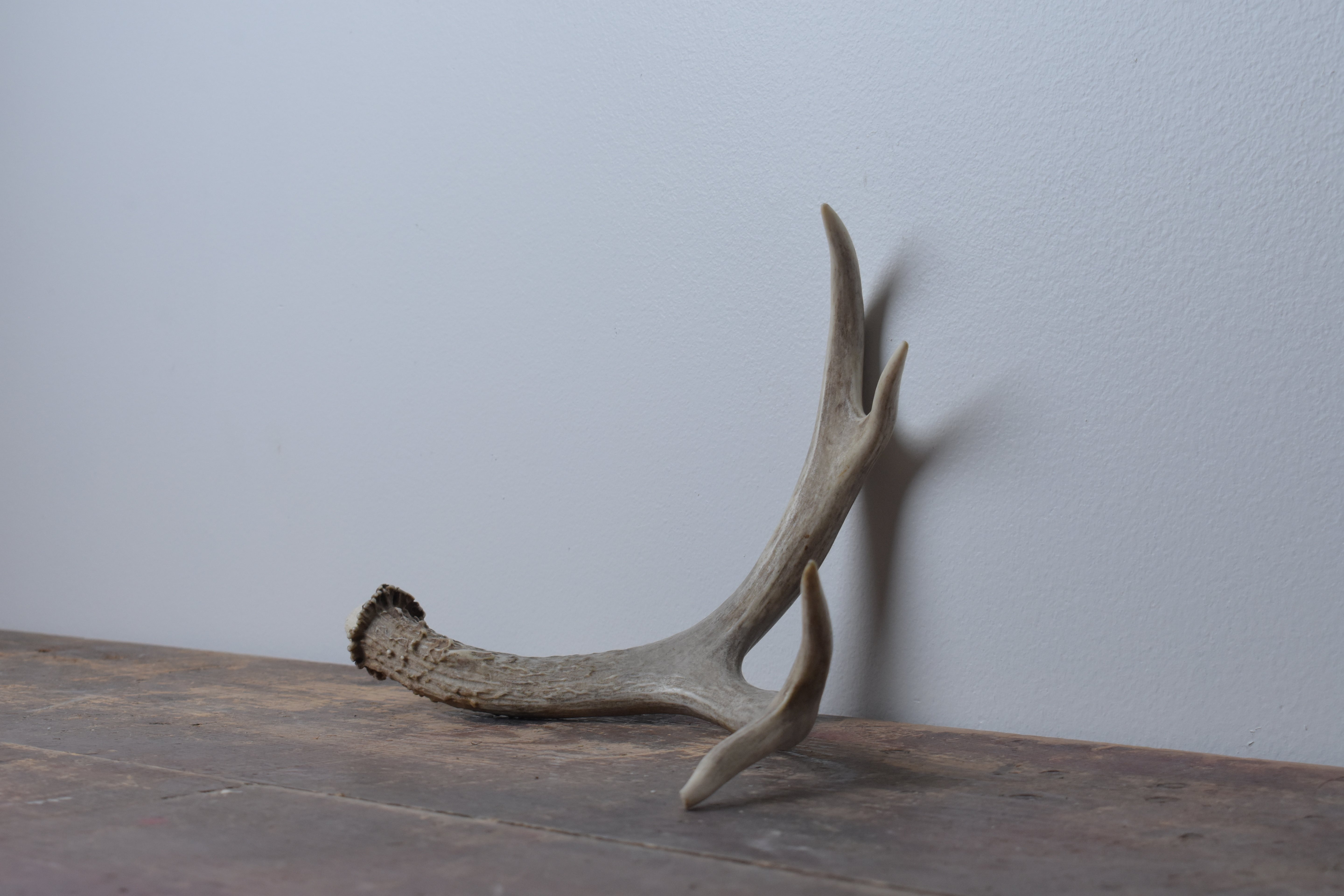 Mule Deer Antler | Small Size | 20