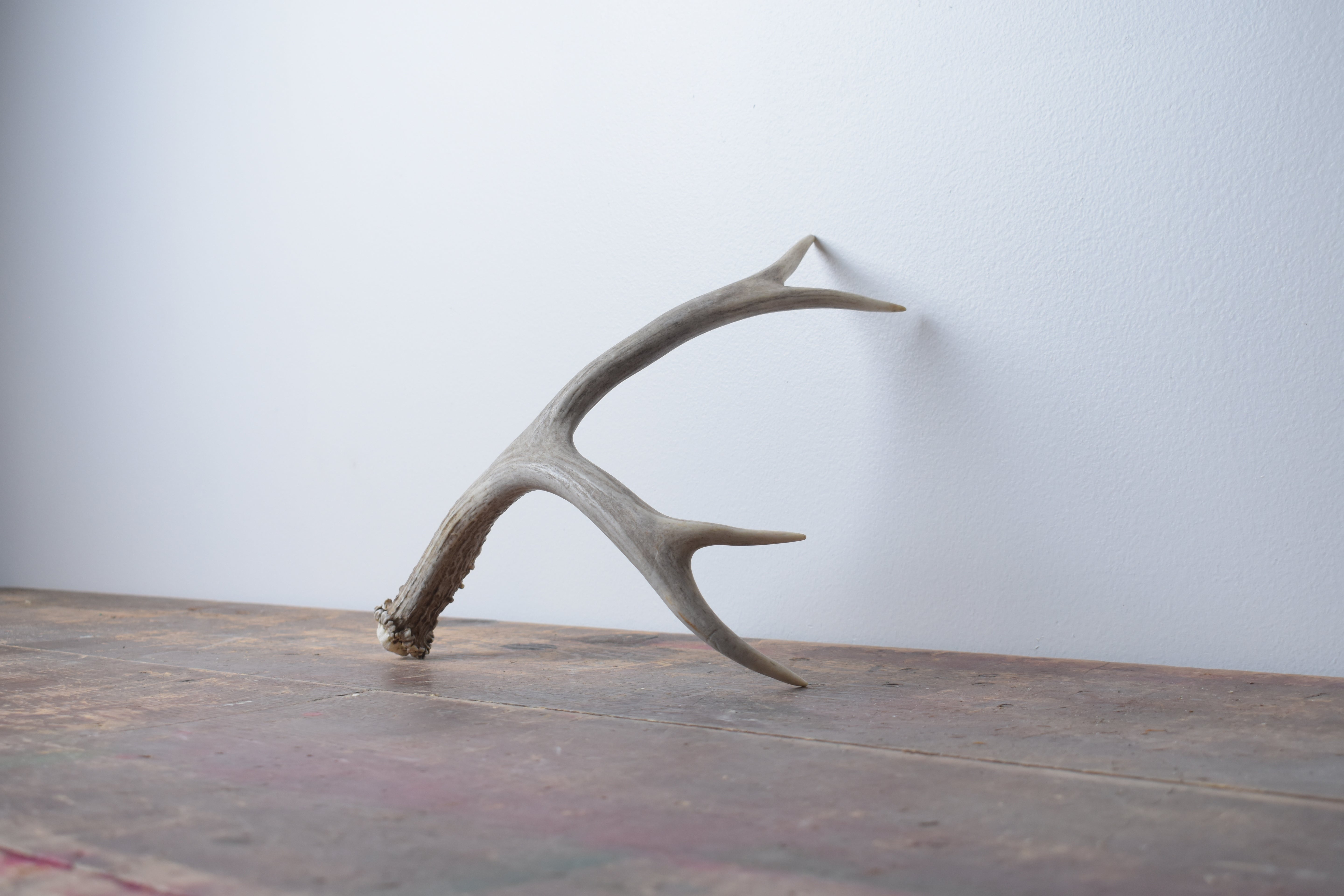Mule Deer Antler | Small Size | 20