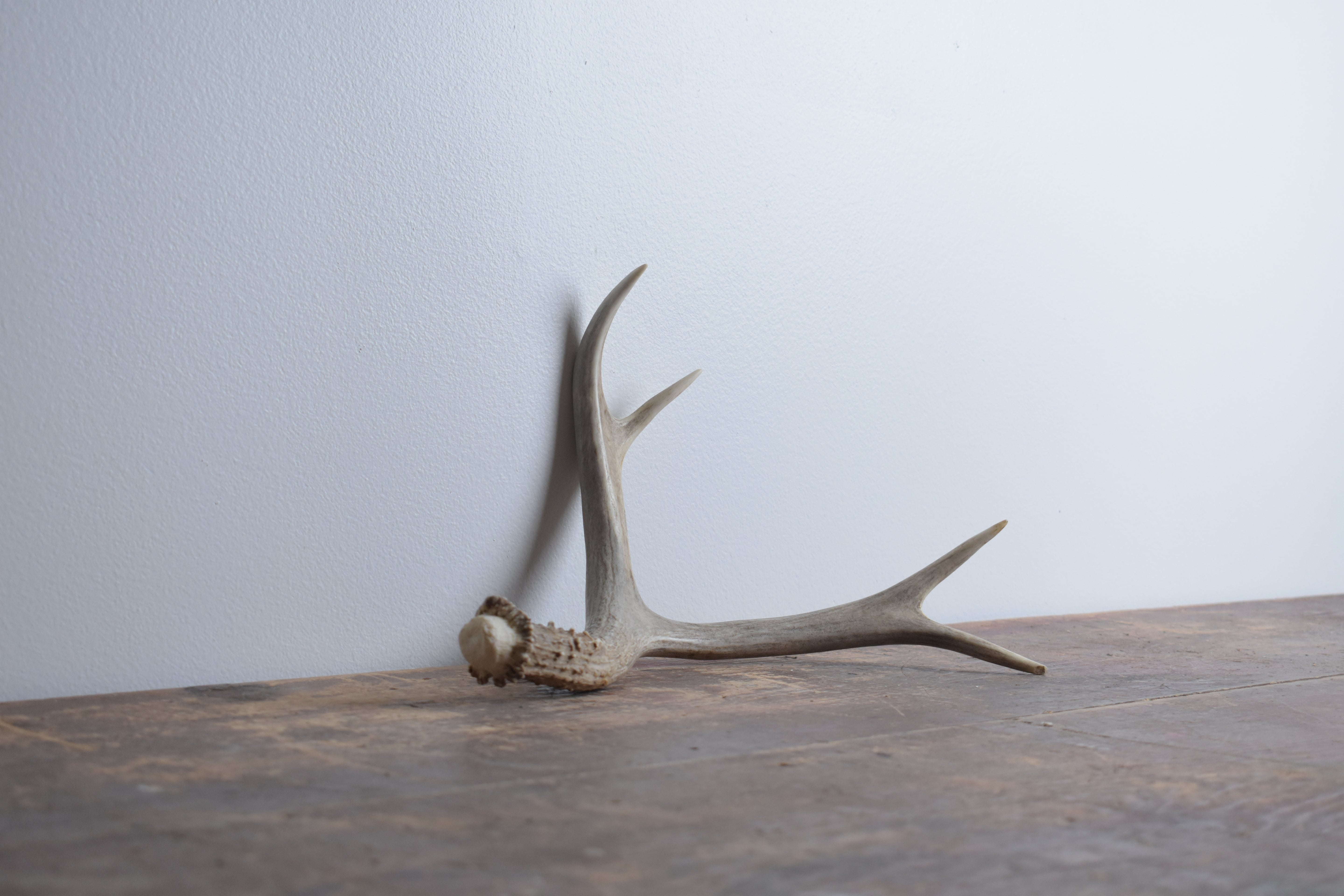 Mule Deer Antler | Small Size | 20