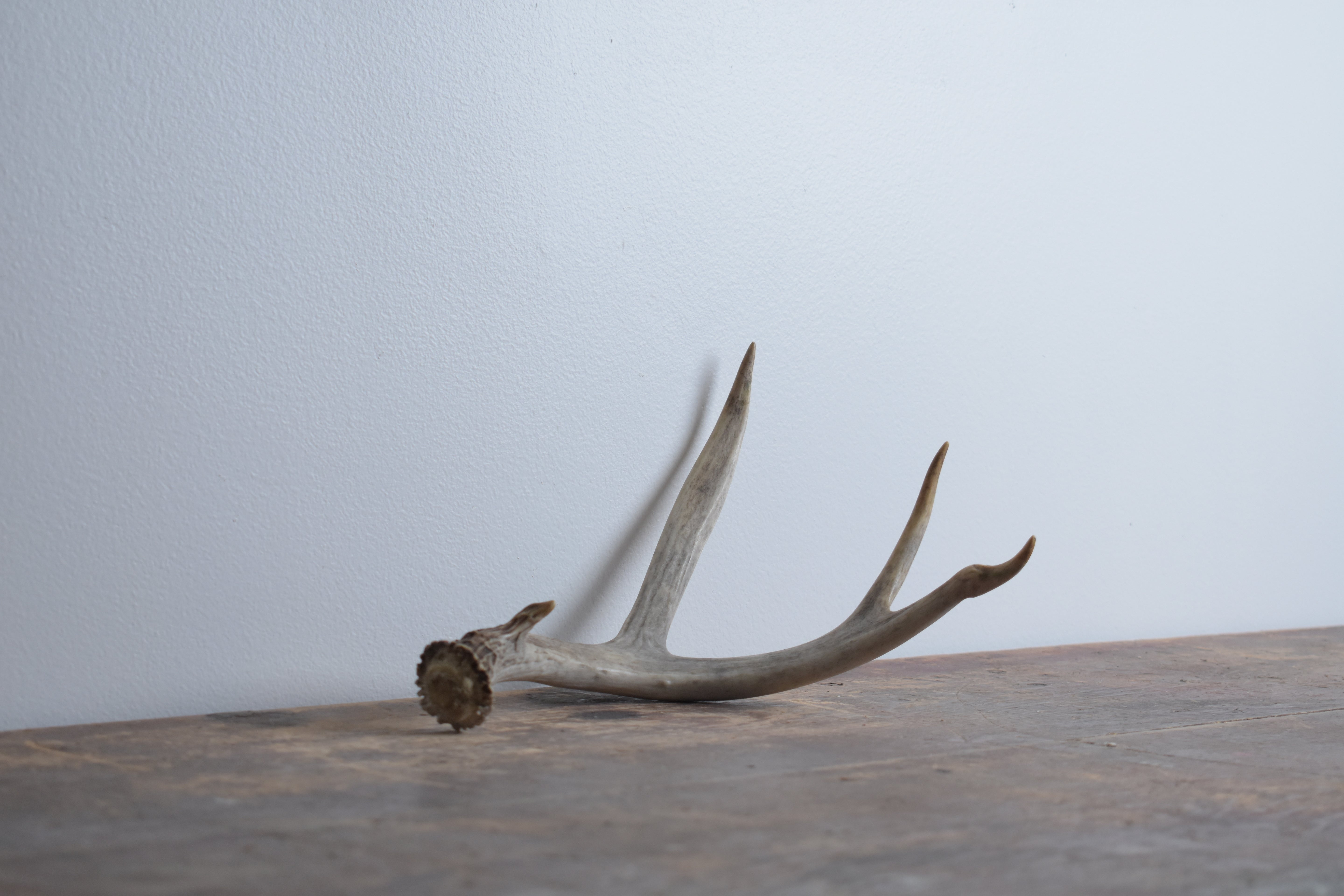 Whitetail Deer Antler | Small Size | 04