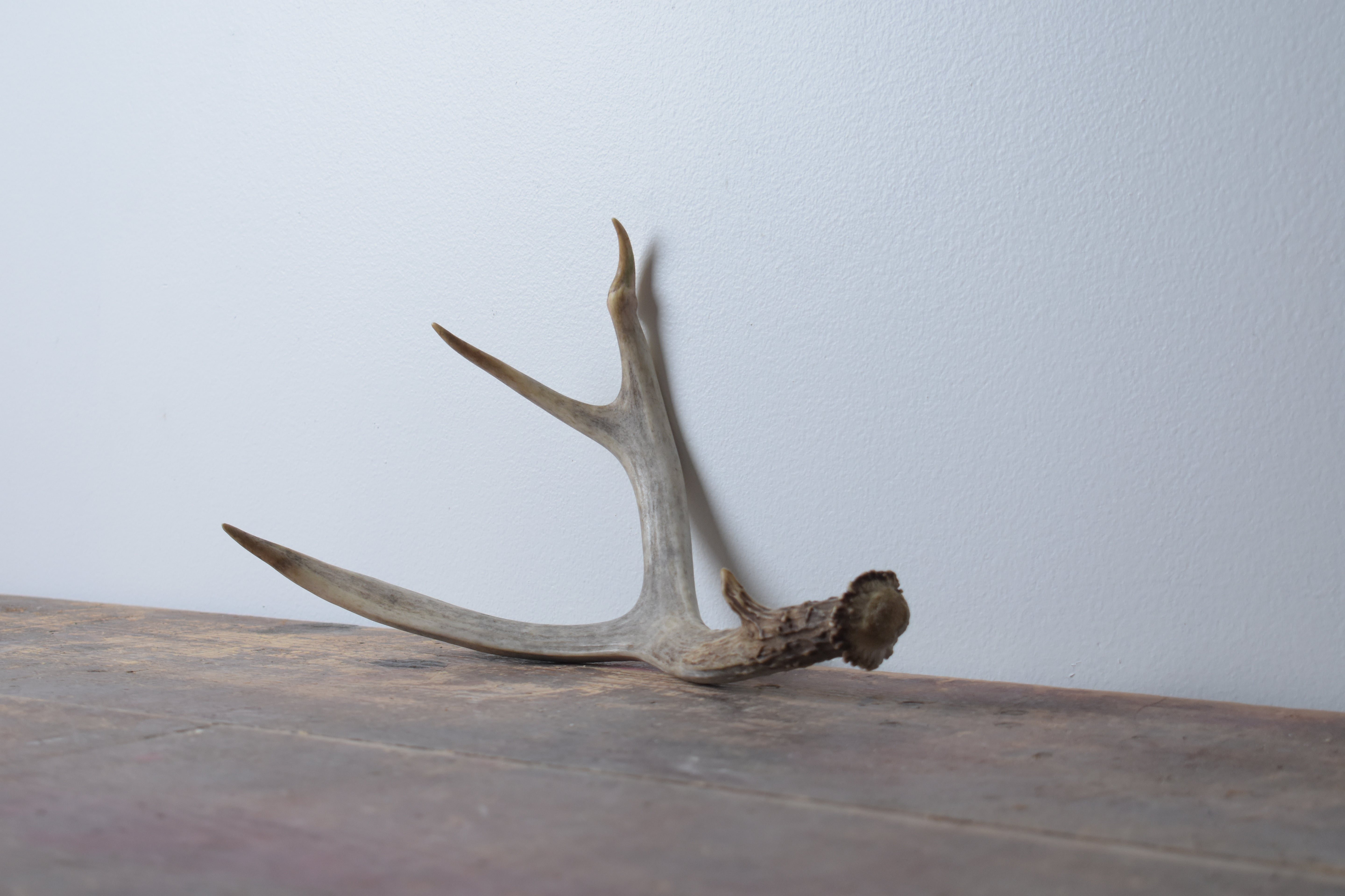 Whitetail Deer Antler | Small Size | 04