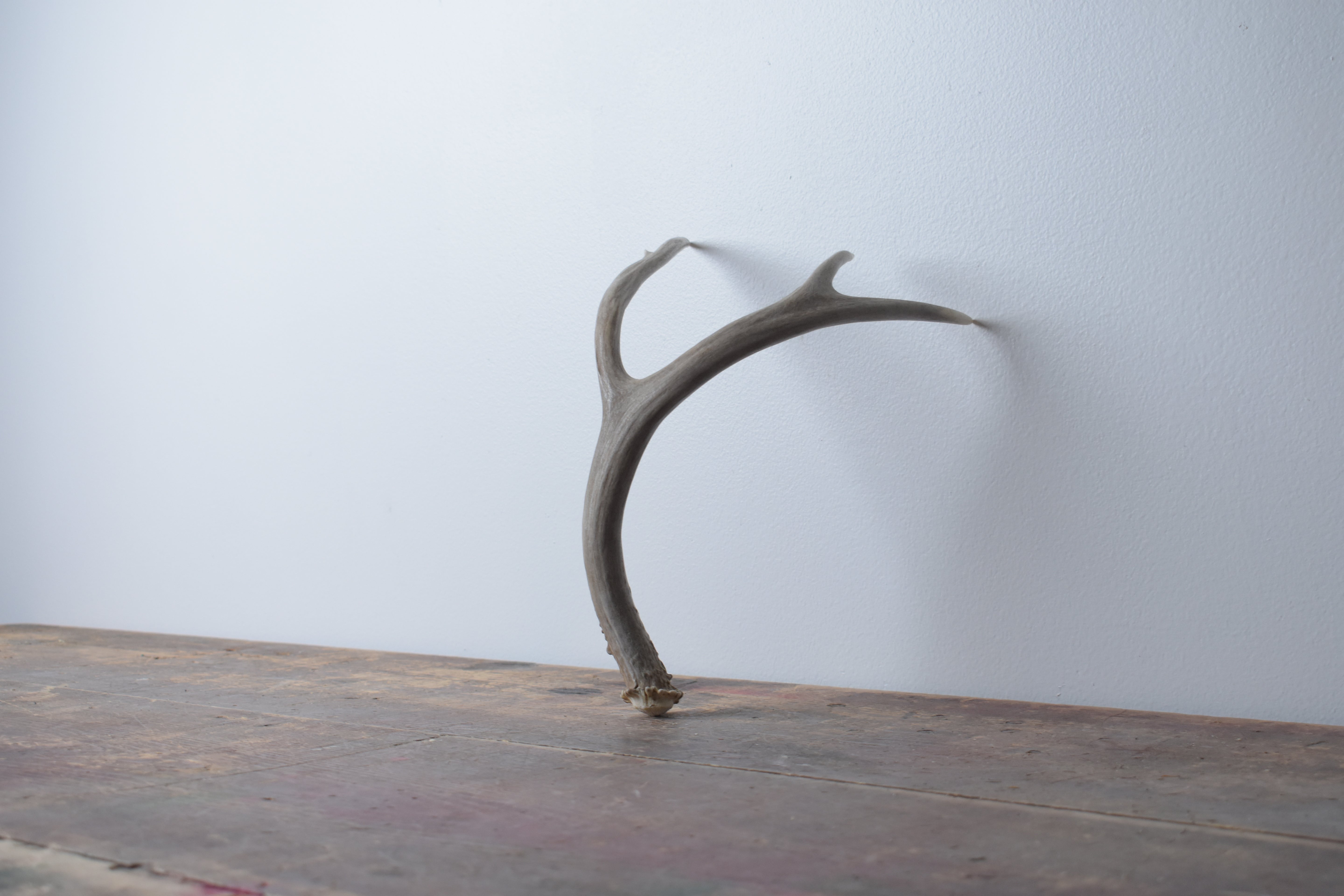 Mule Deer Antler | Small Size | 09