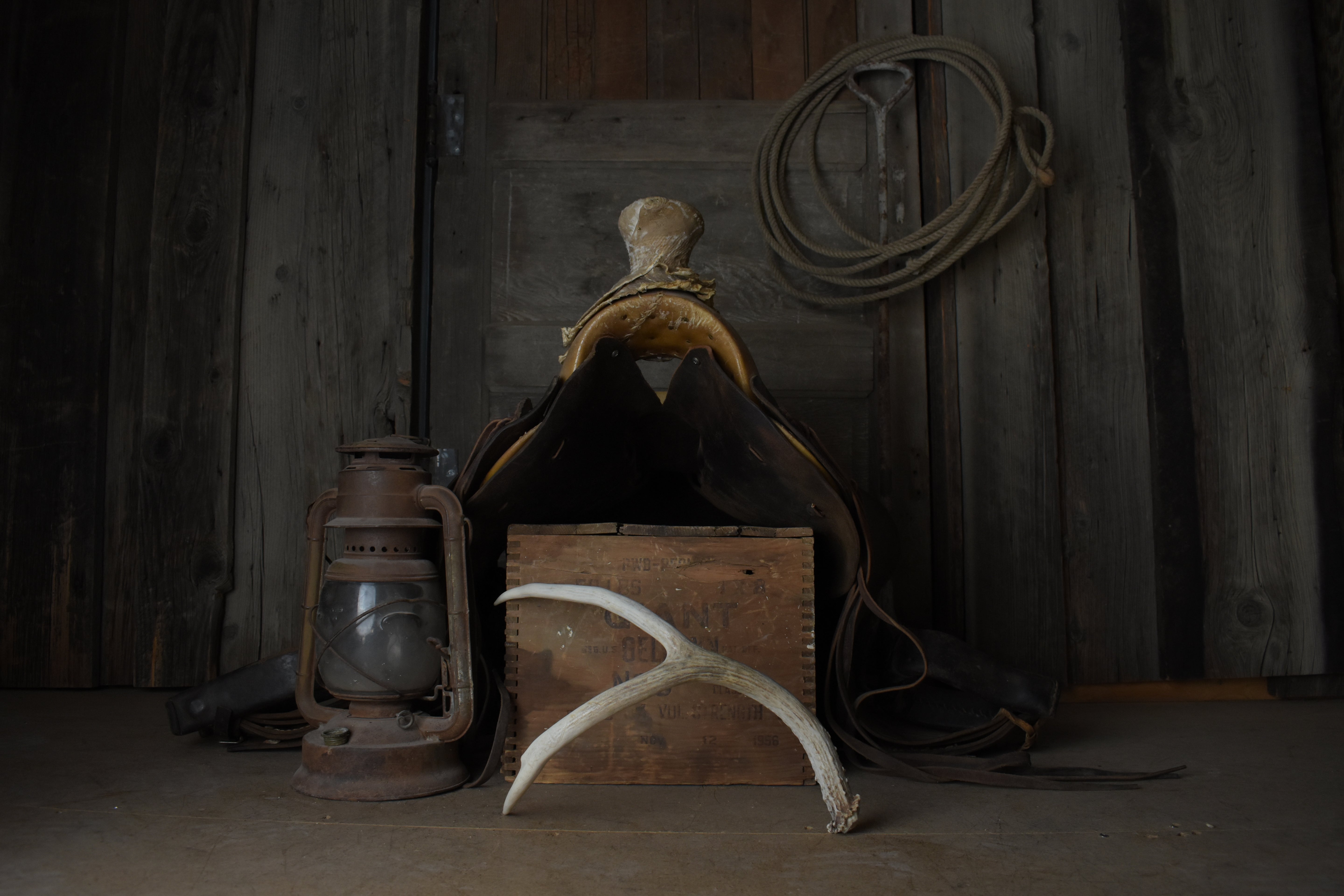 Mule Deer Antler | Medium Size | 15