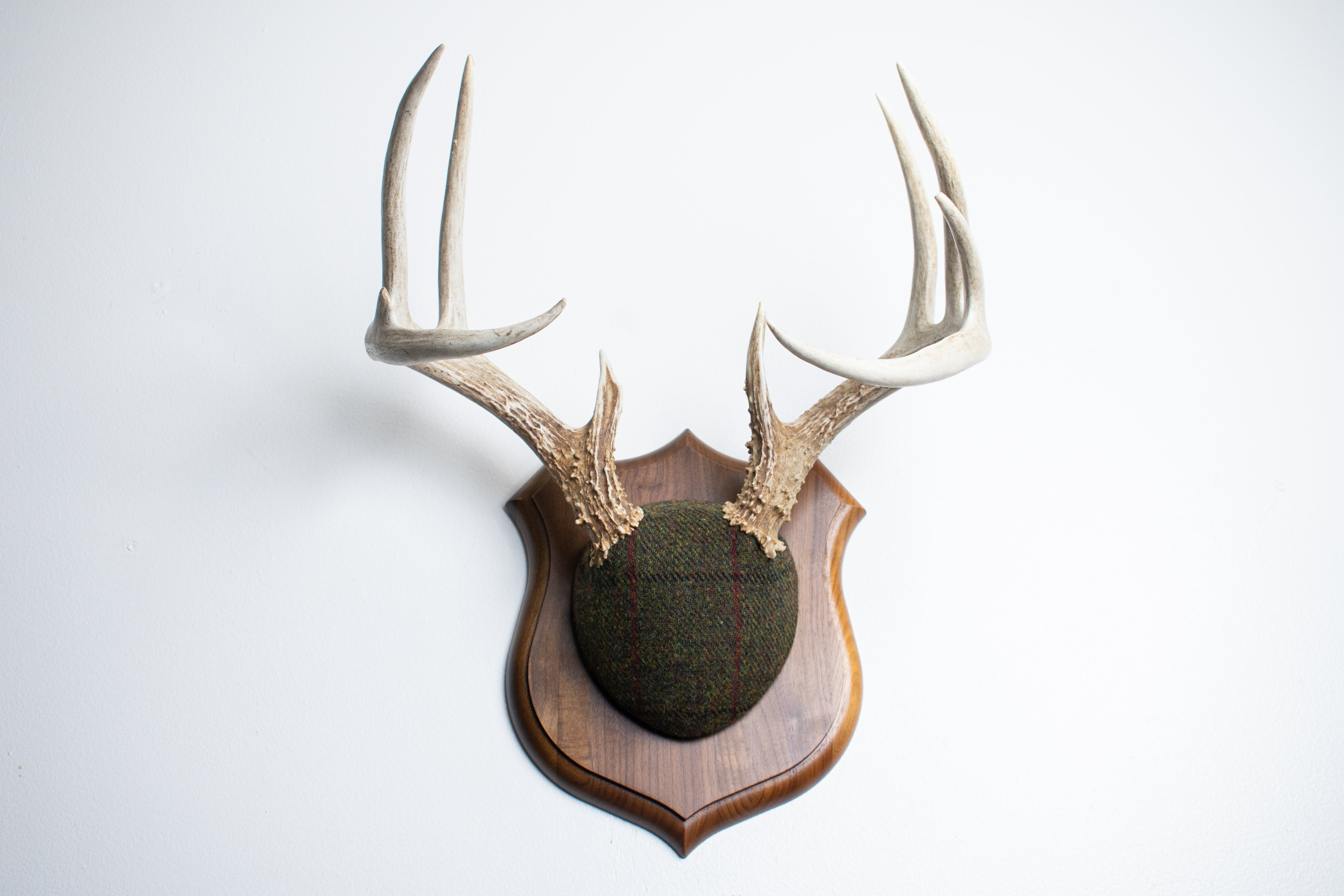 Whitetail Deer Antler Mount | Green mix with Black and Red Overcheck | 34