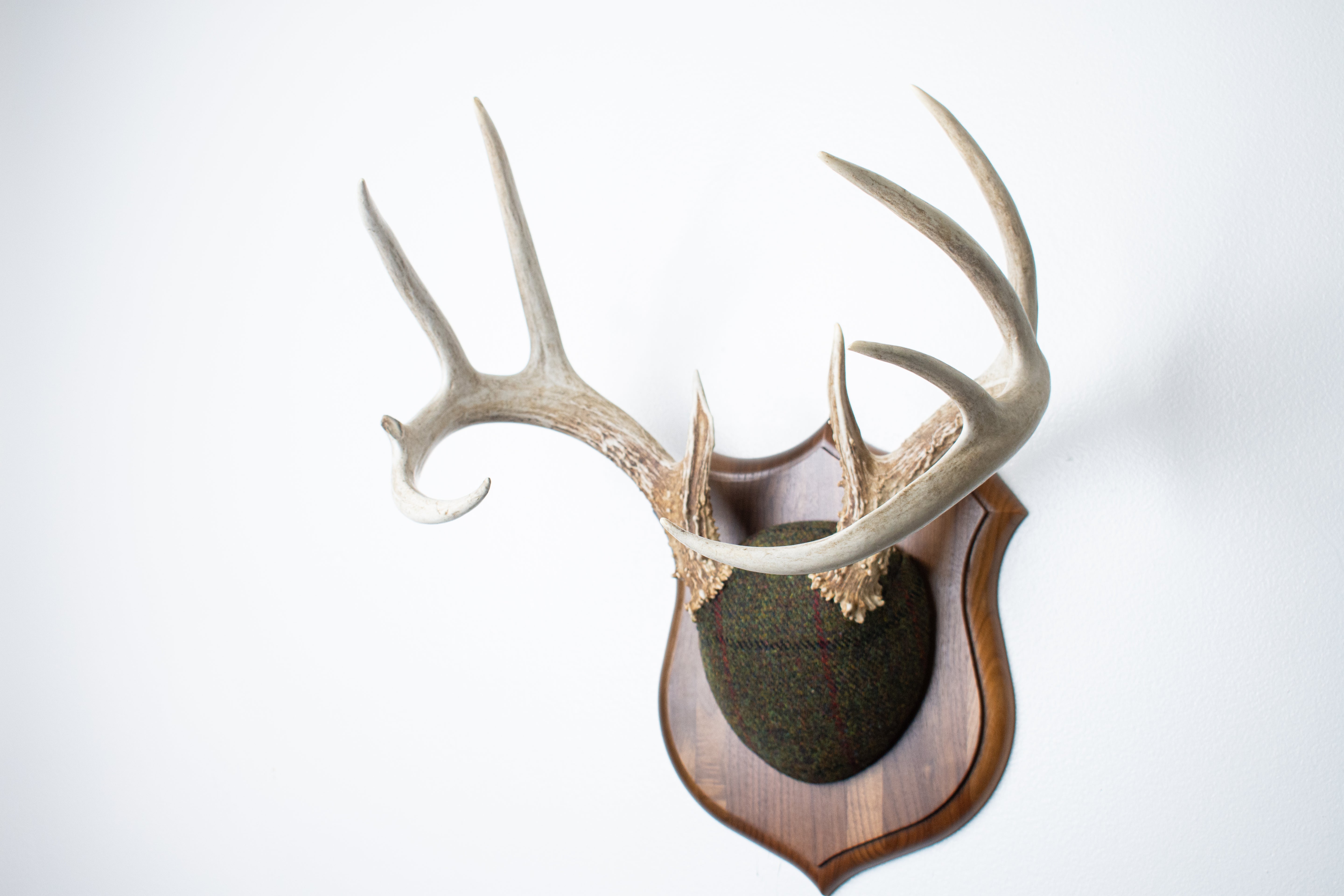 Whitetail Deer Antler Mount | Green mix with Black and Red Overcheck | 34