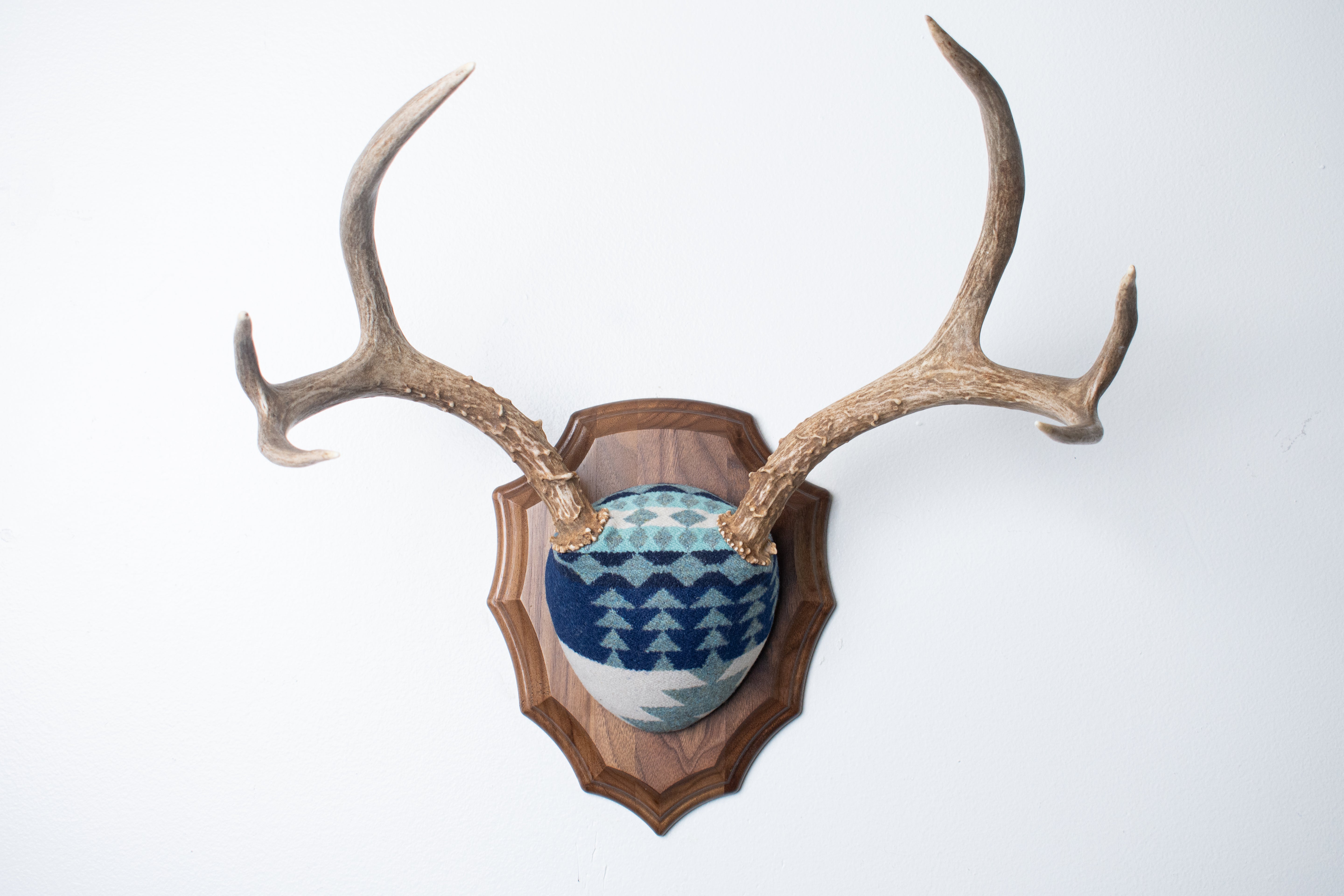 Mule Deer Antler Mount | Glacier | 14