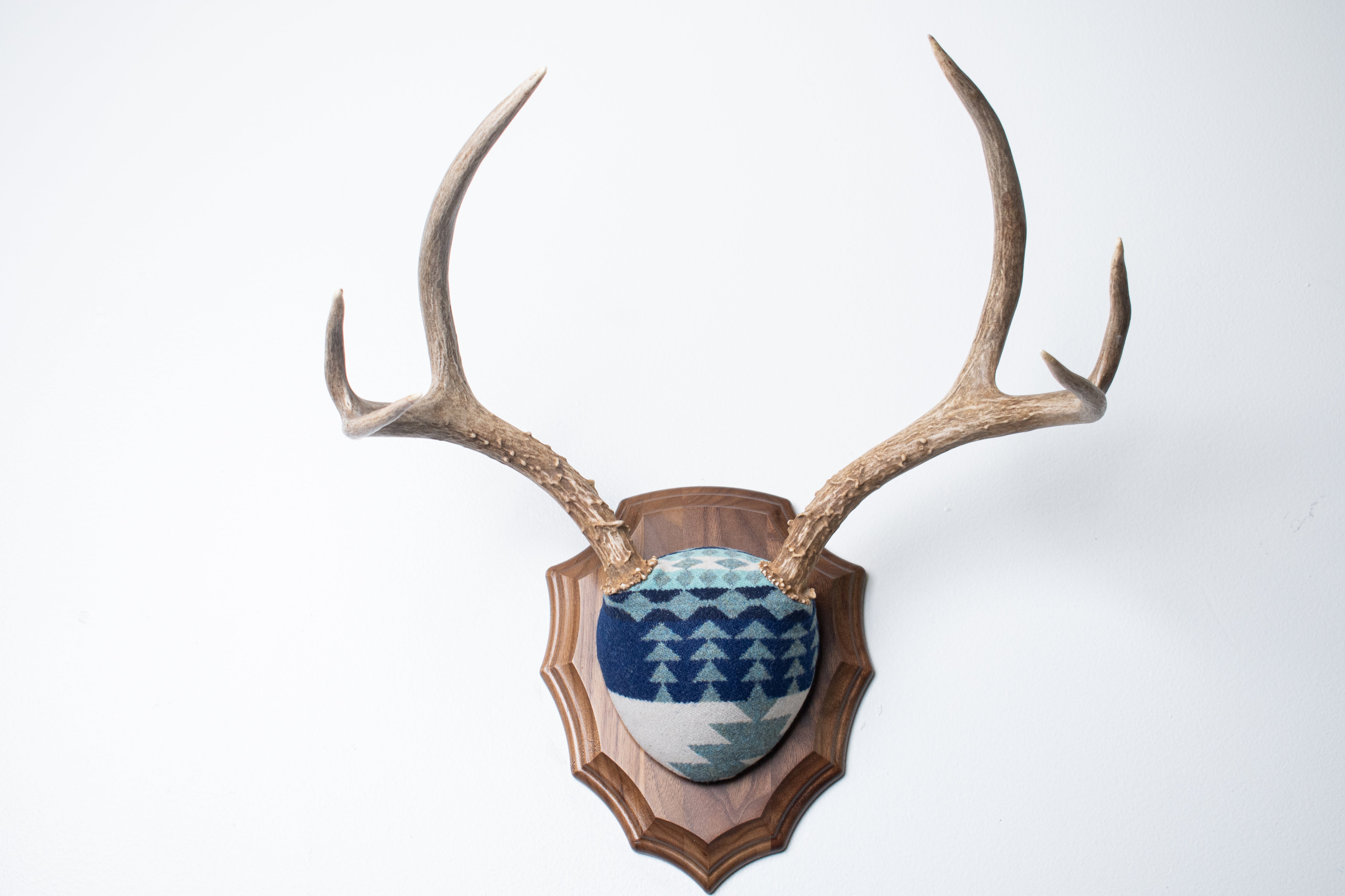 Mule Deer Antler Mount | Glacier | 14