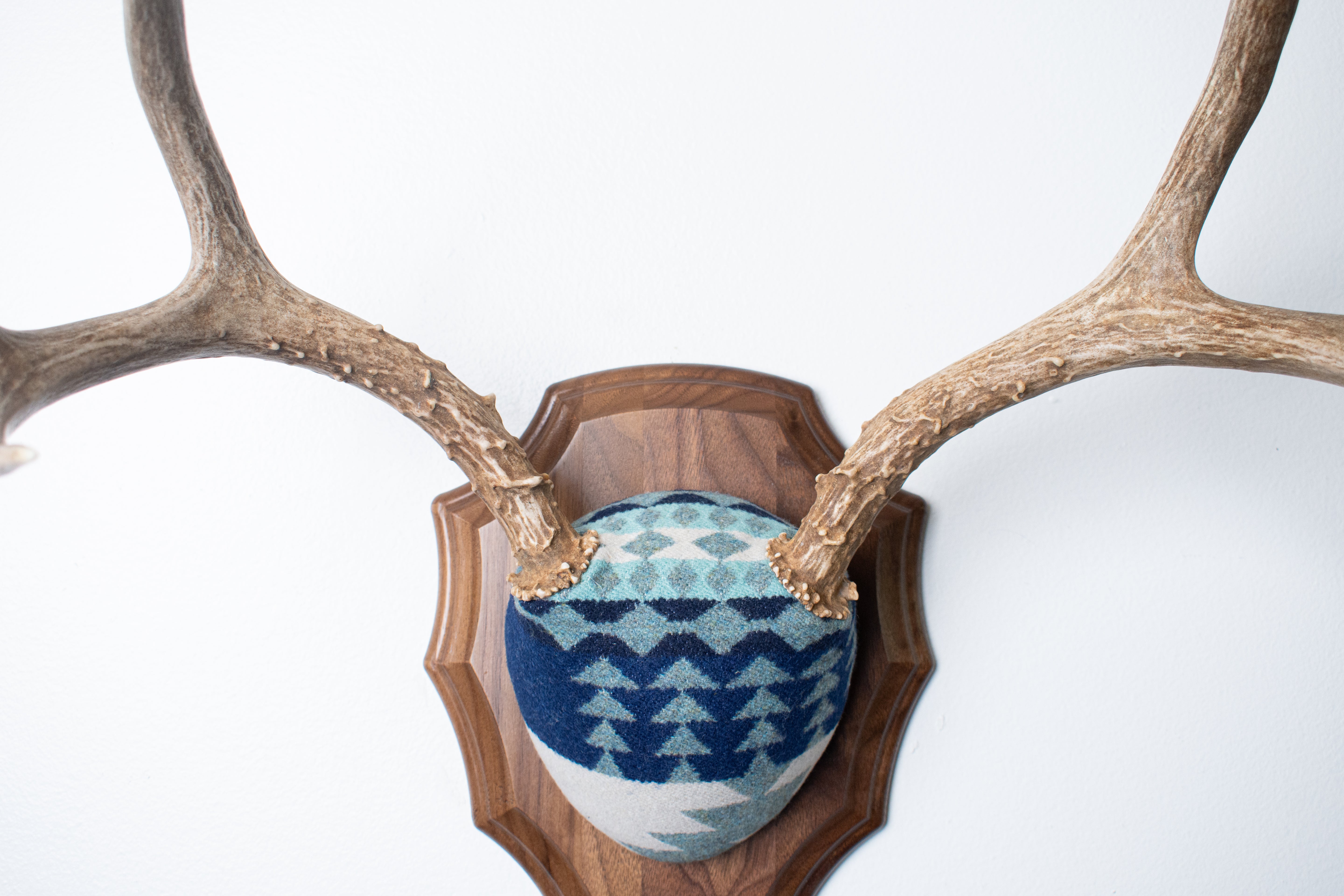 Mule Deer Antler Mount | Glacier | 14