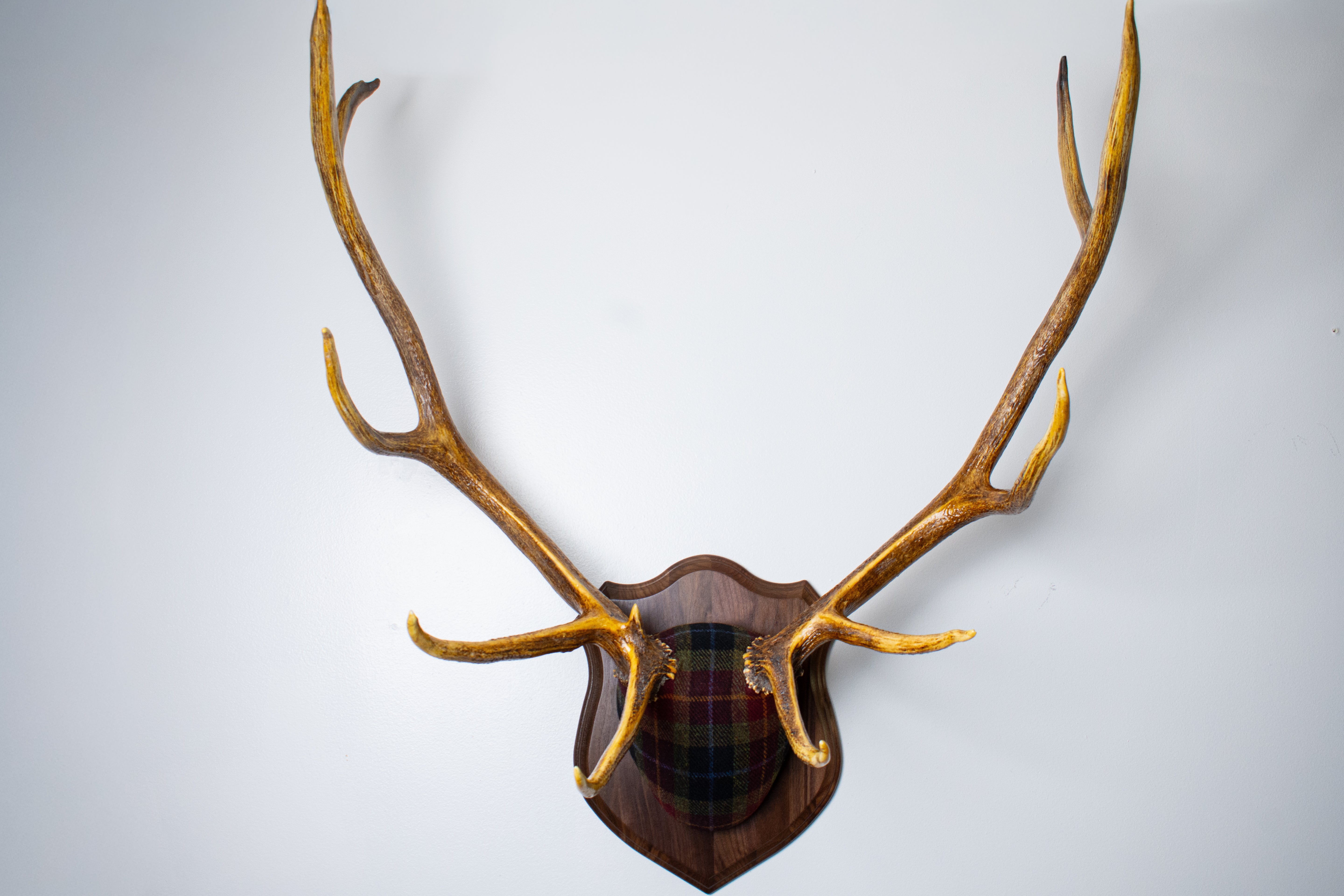 Elk Antler Mount | Green, Red & Black Tartan w/ Gold & Blue overchecks | 35