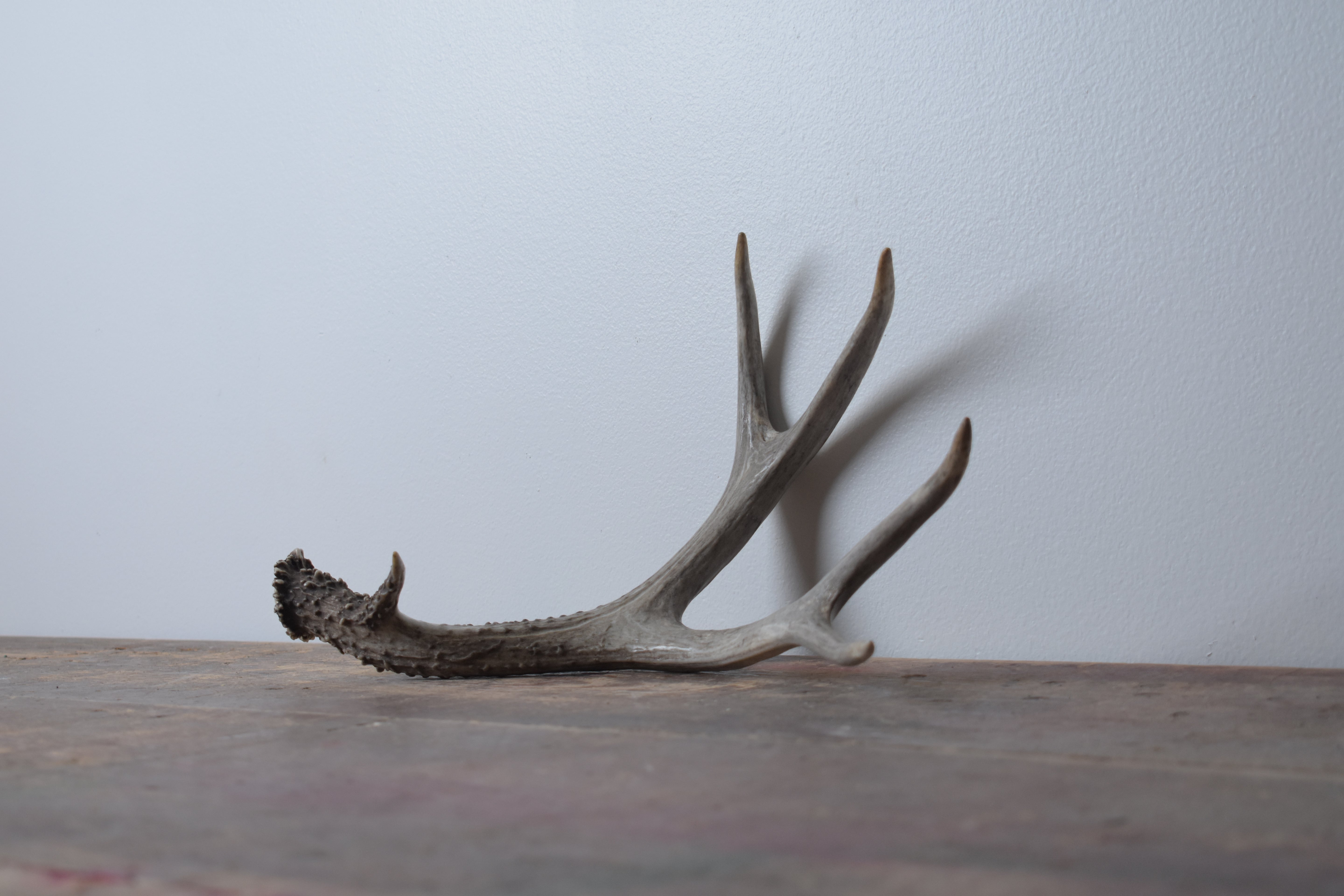 Mule Deer Antler | Medium Size | 11