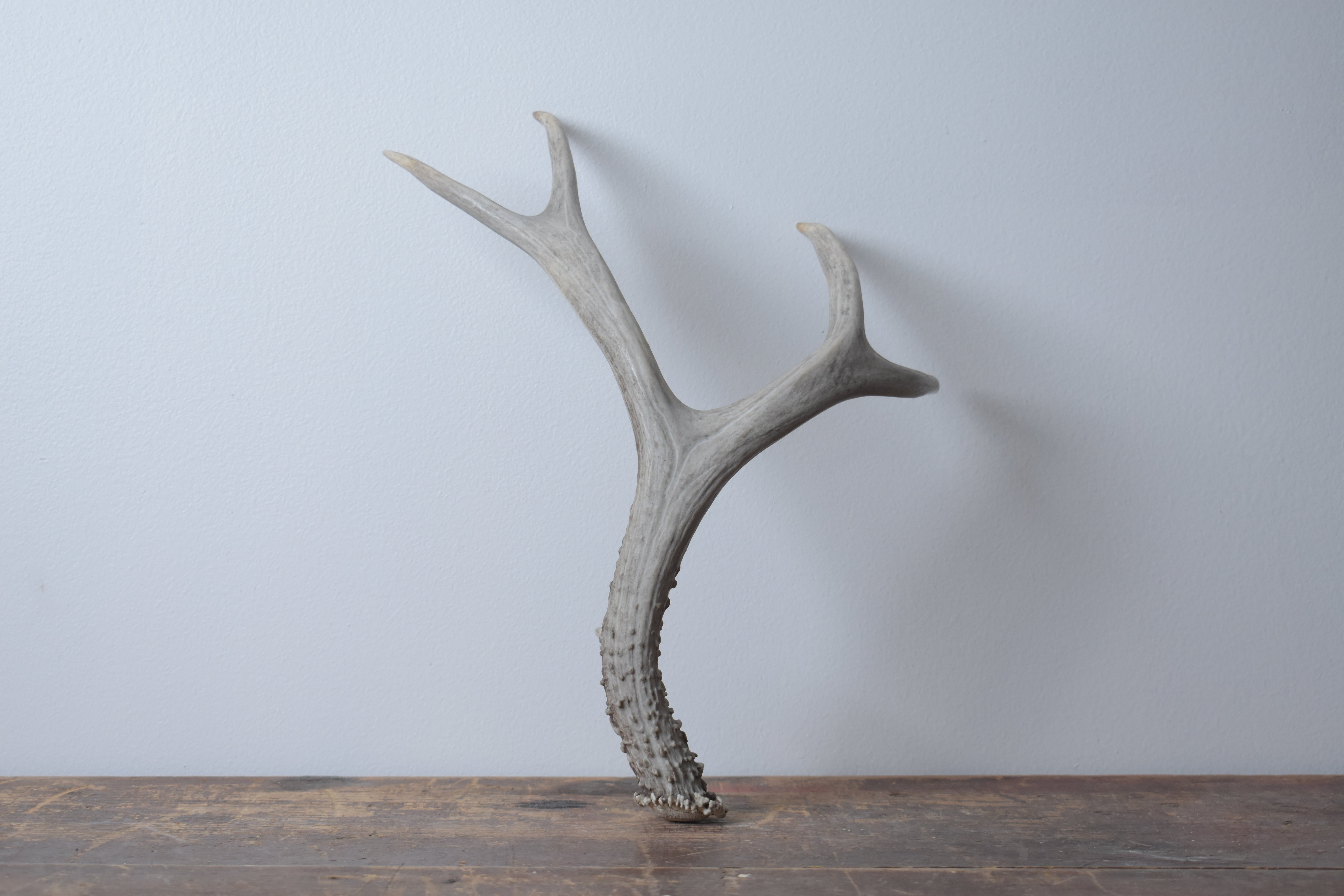 Mule Deer Antler | Medium Size | 11