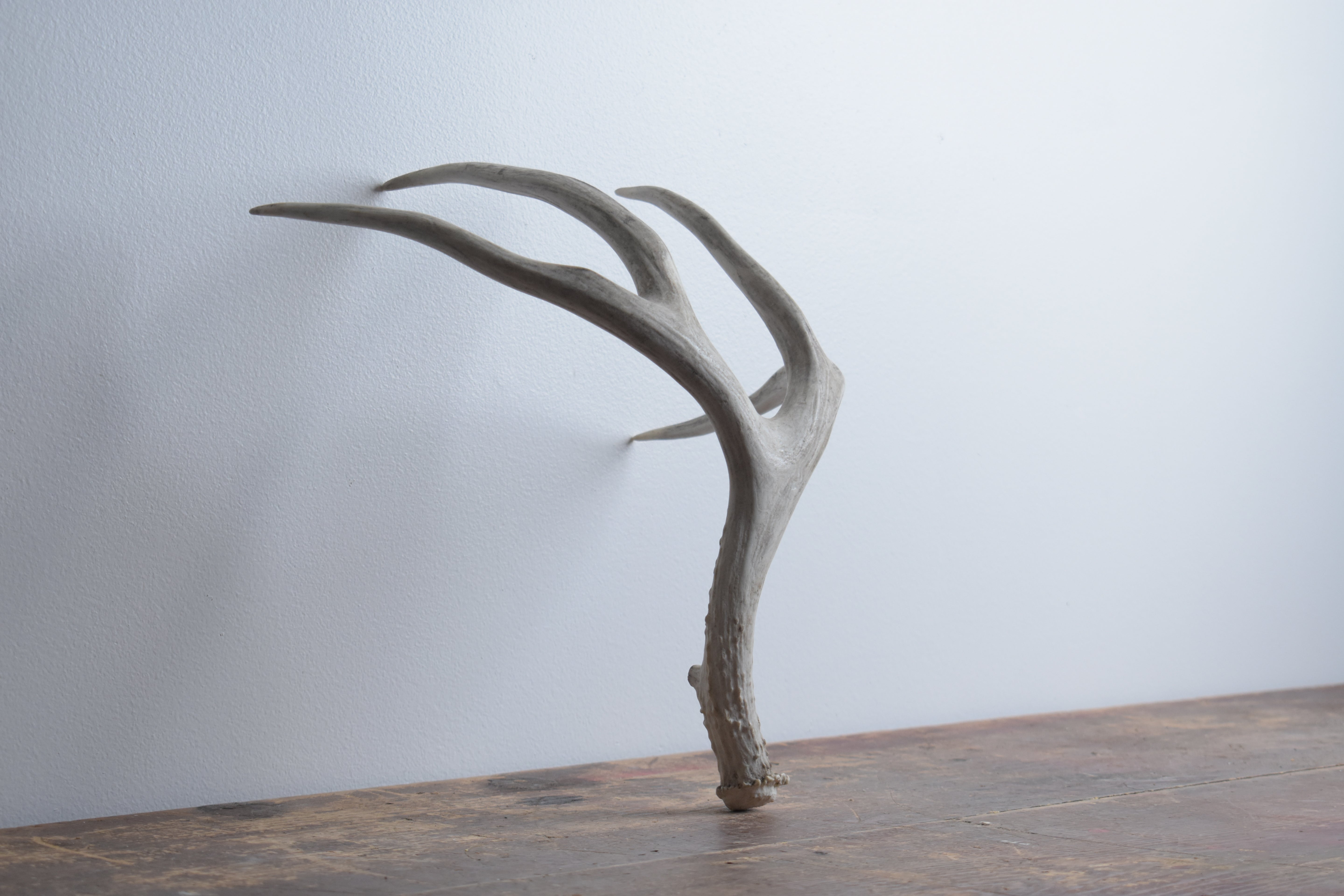 Mule Deer Antler | Medium Size | 16