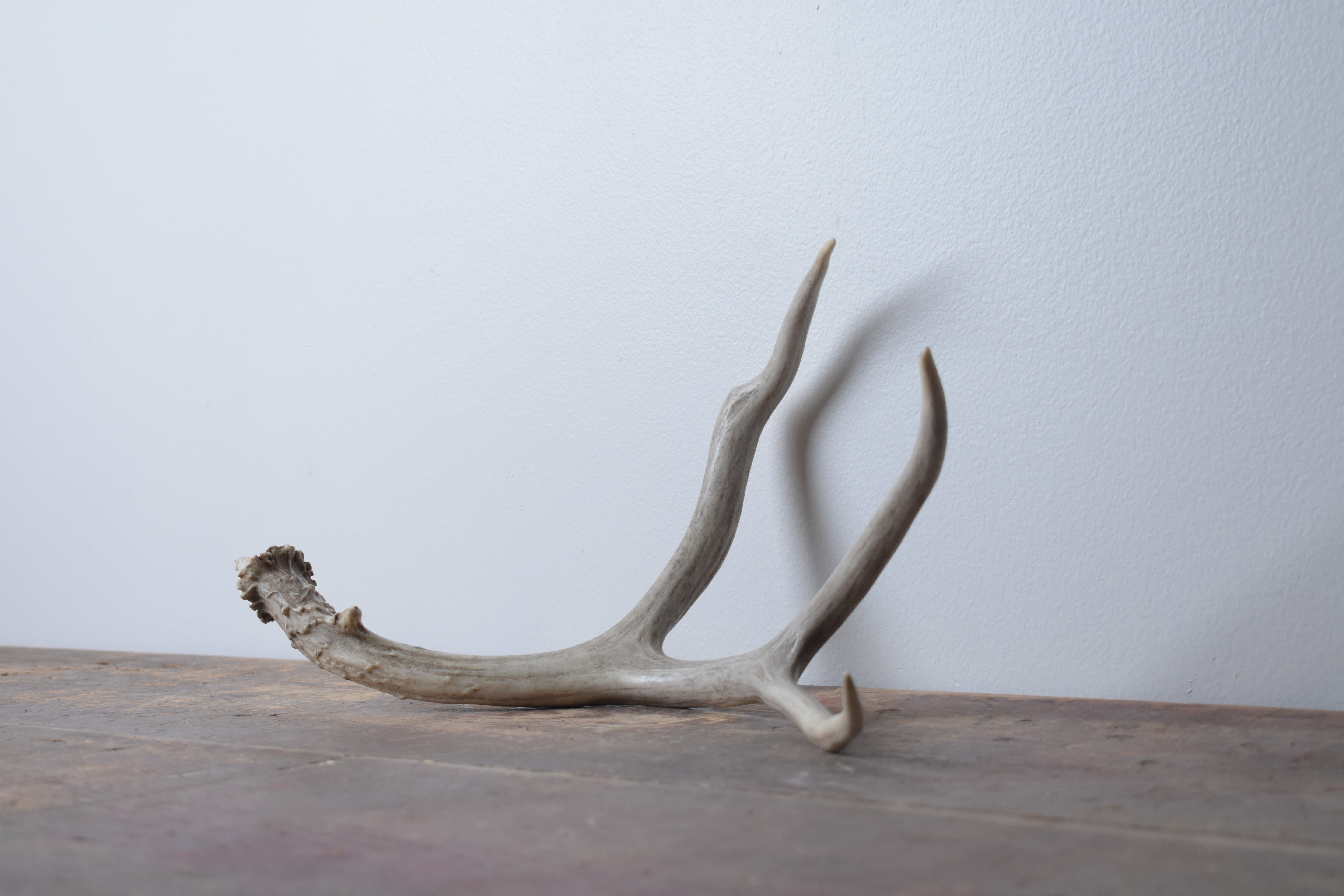 Mule Deer Antler | Medium Size | 10