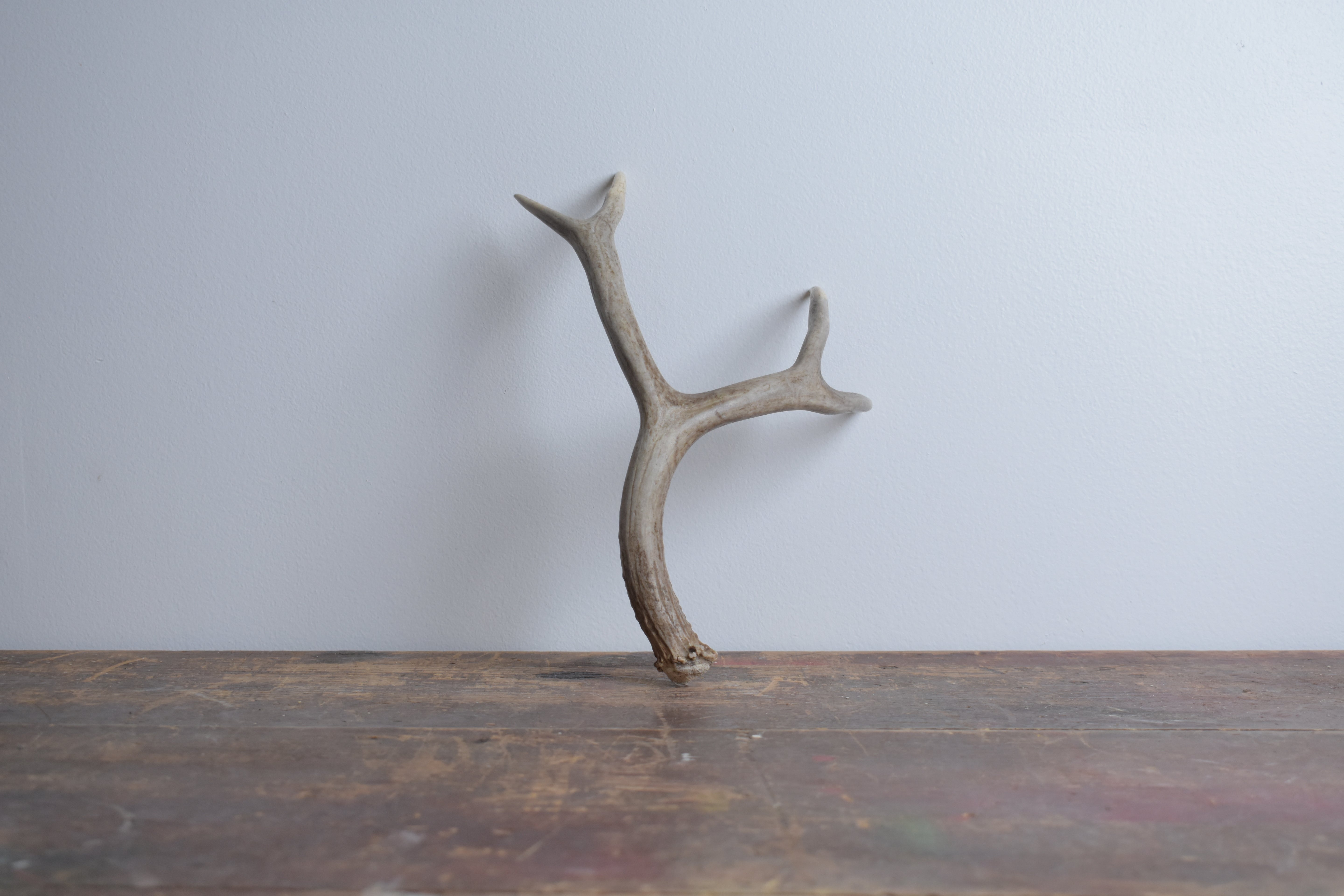 Mule Deer Antler | Small Size | 17