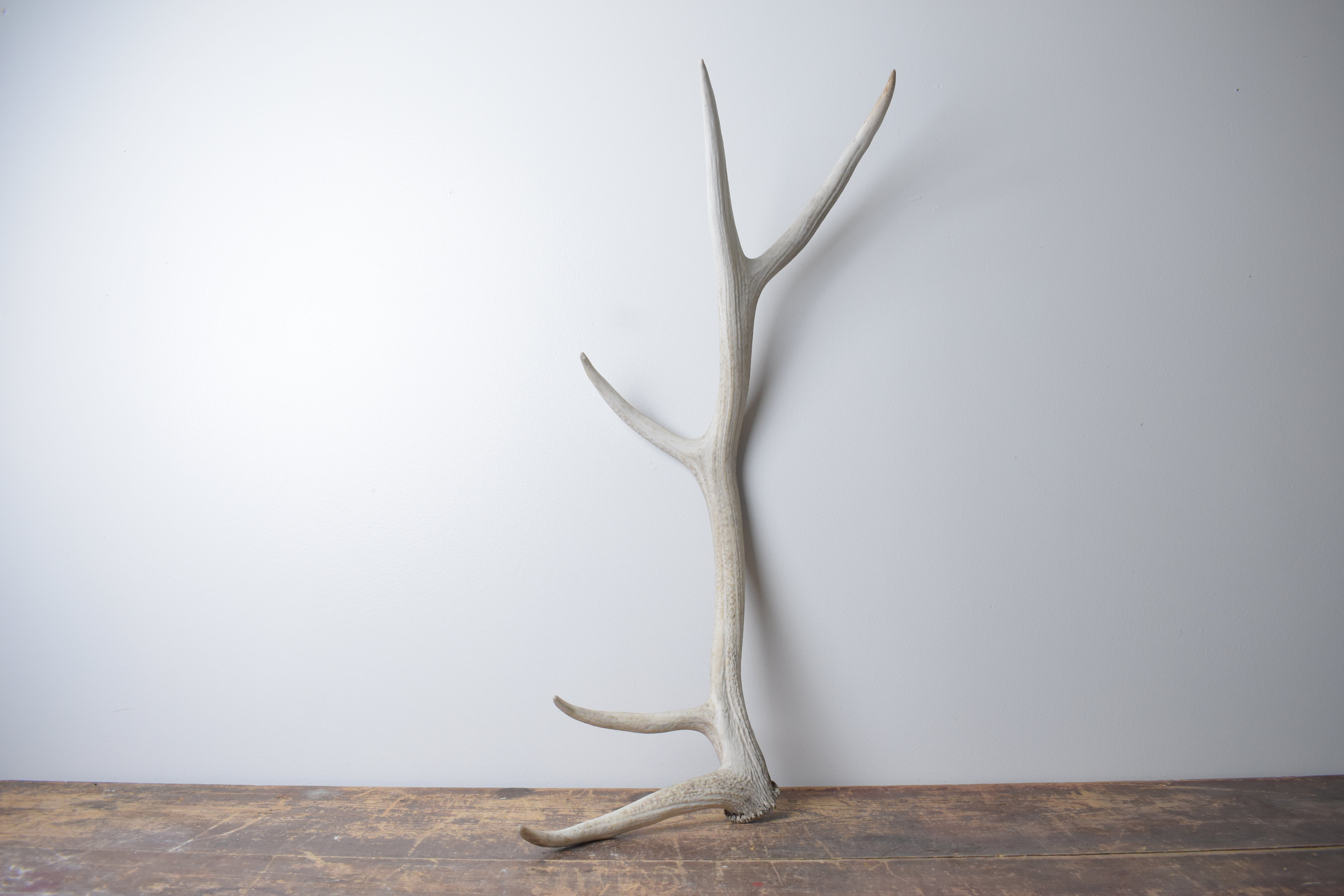 Elk Antler | Medium Size | 162