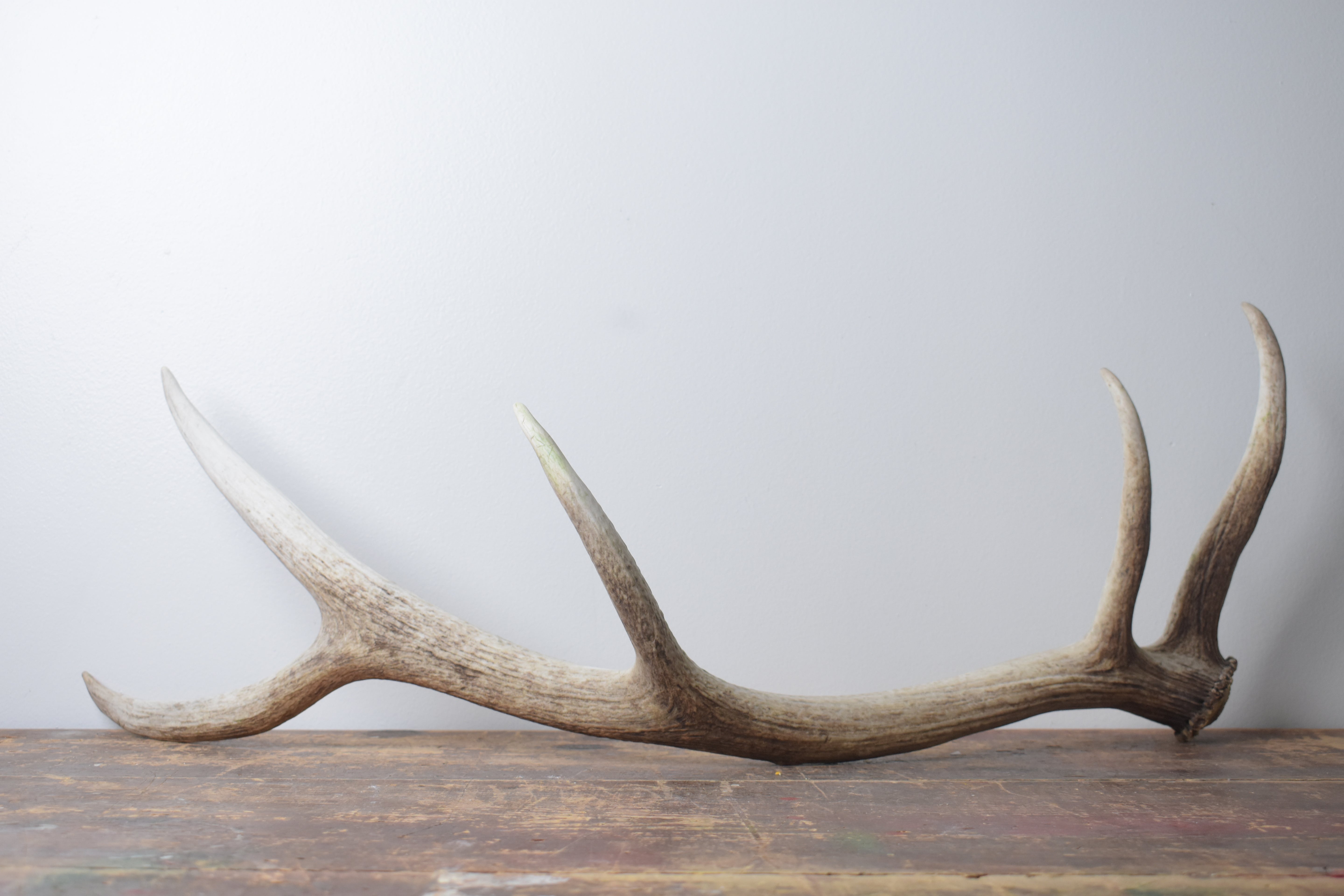 Elk Antler | Medium Size | 162