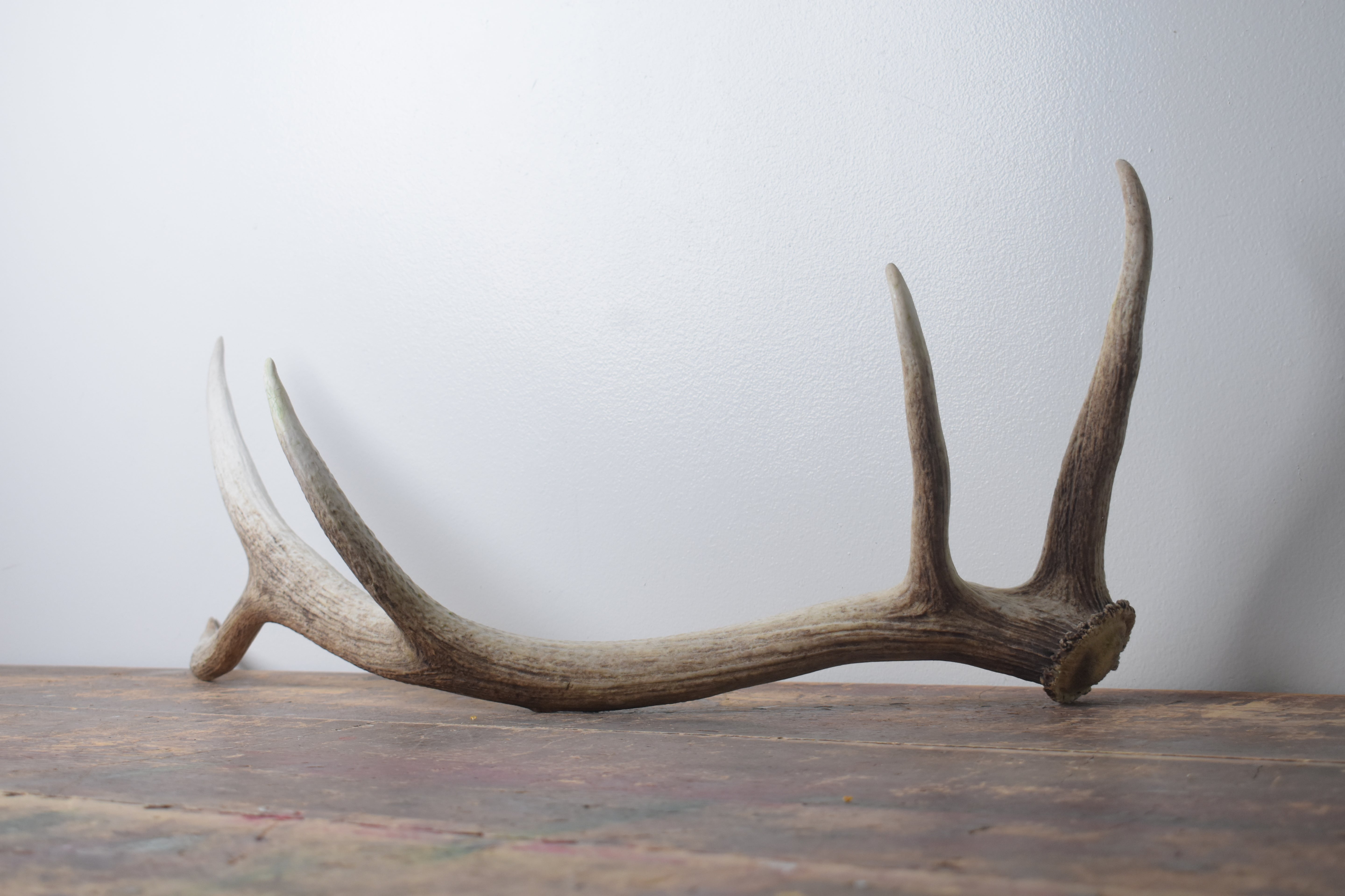 Elk Antler | Medium Size | 162