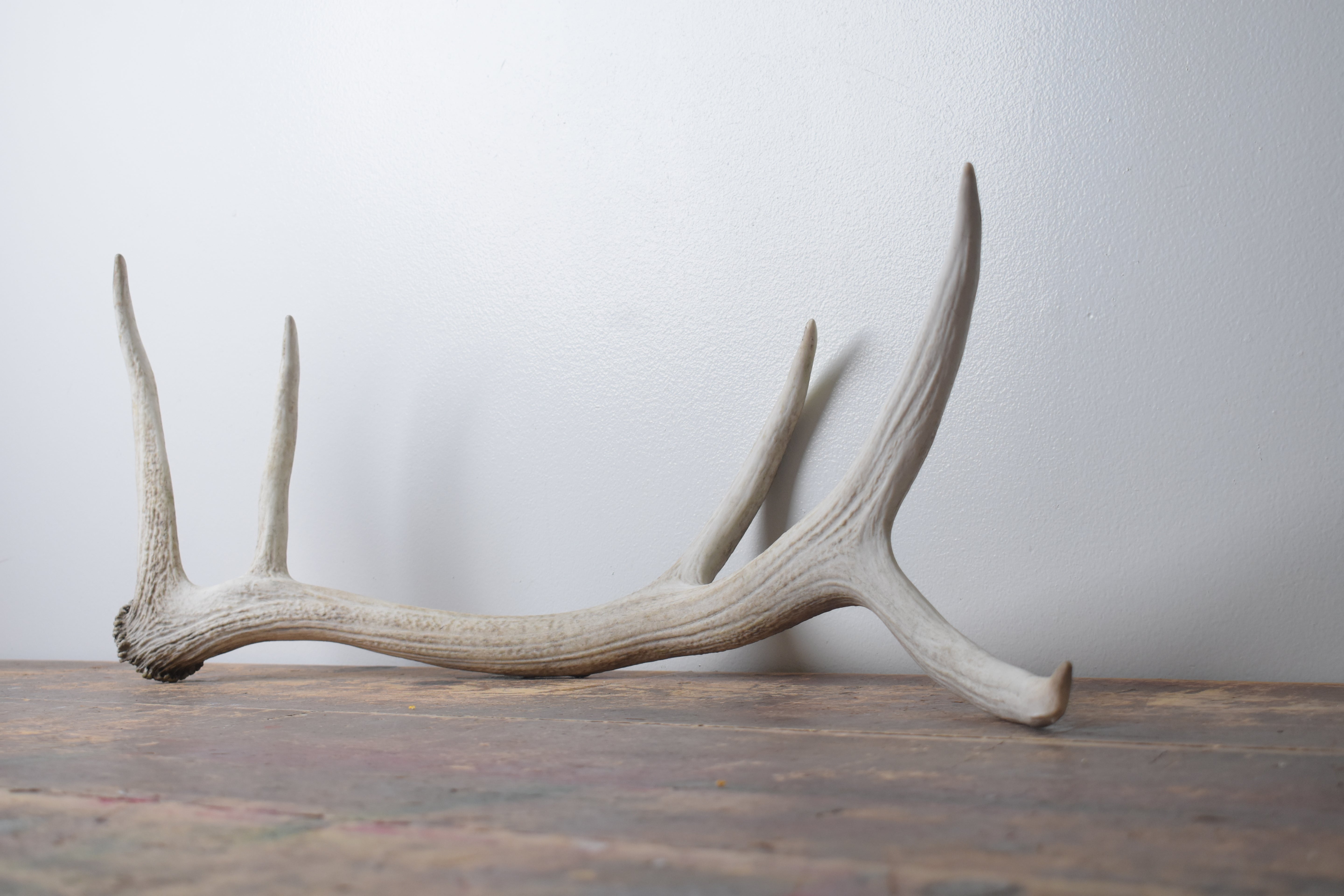 Elk Antler | Medium Size | 162