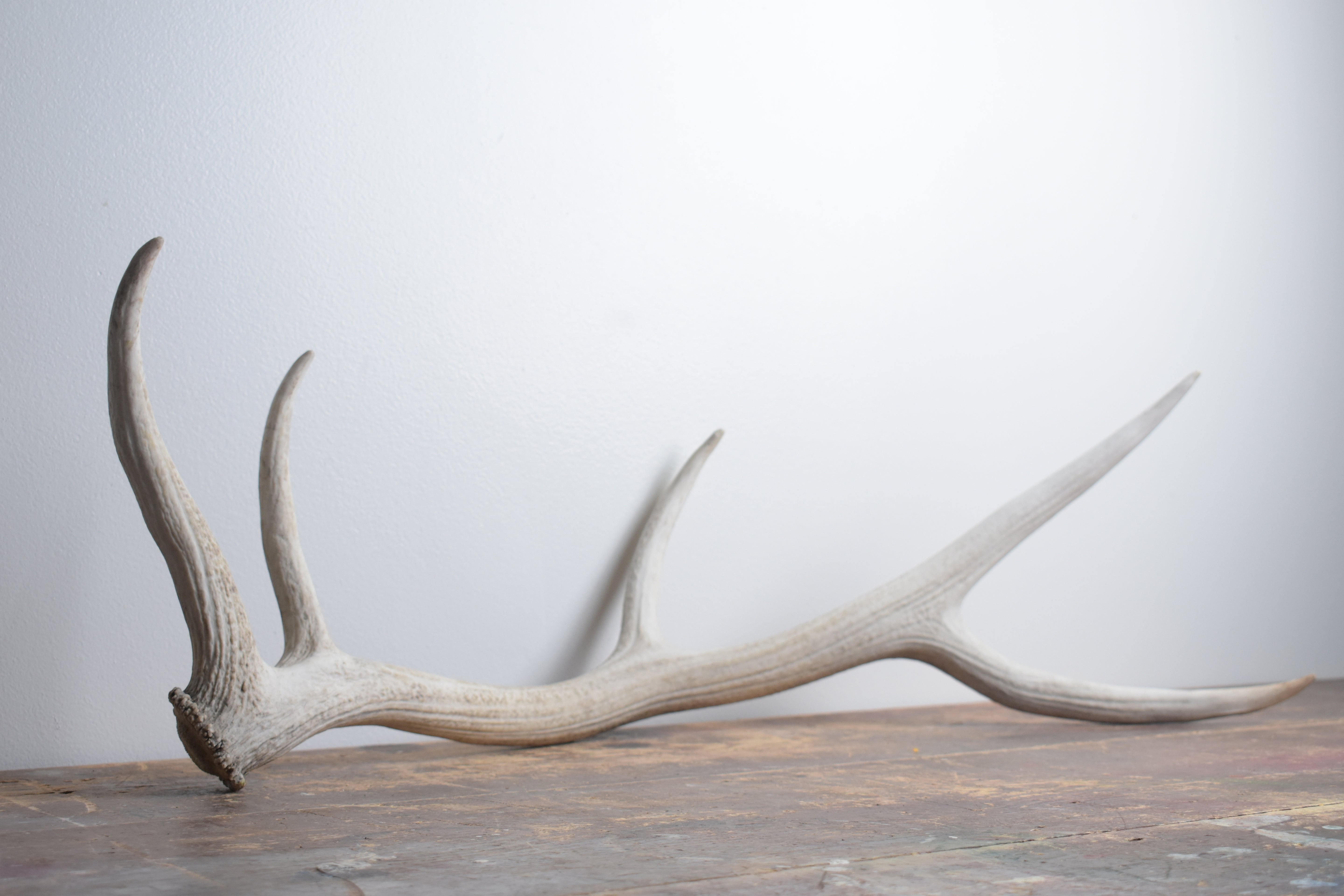Elk Antler | Medium Size | 162