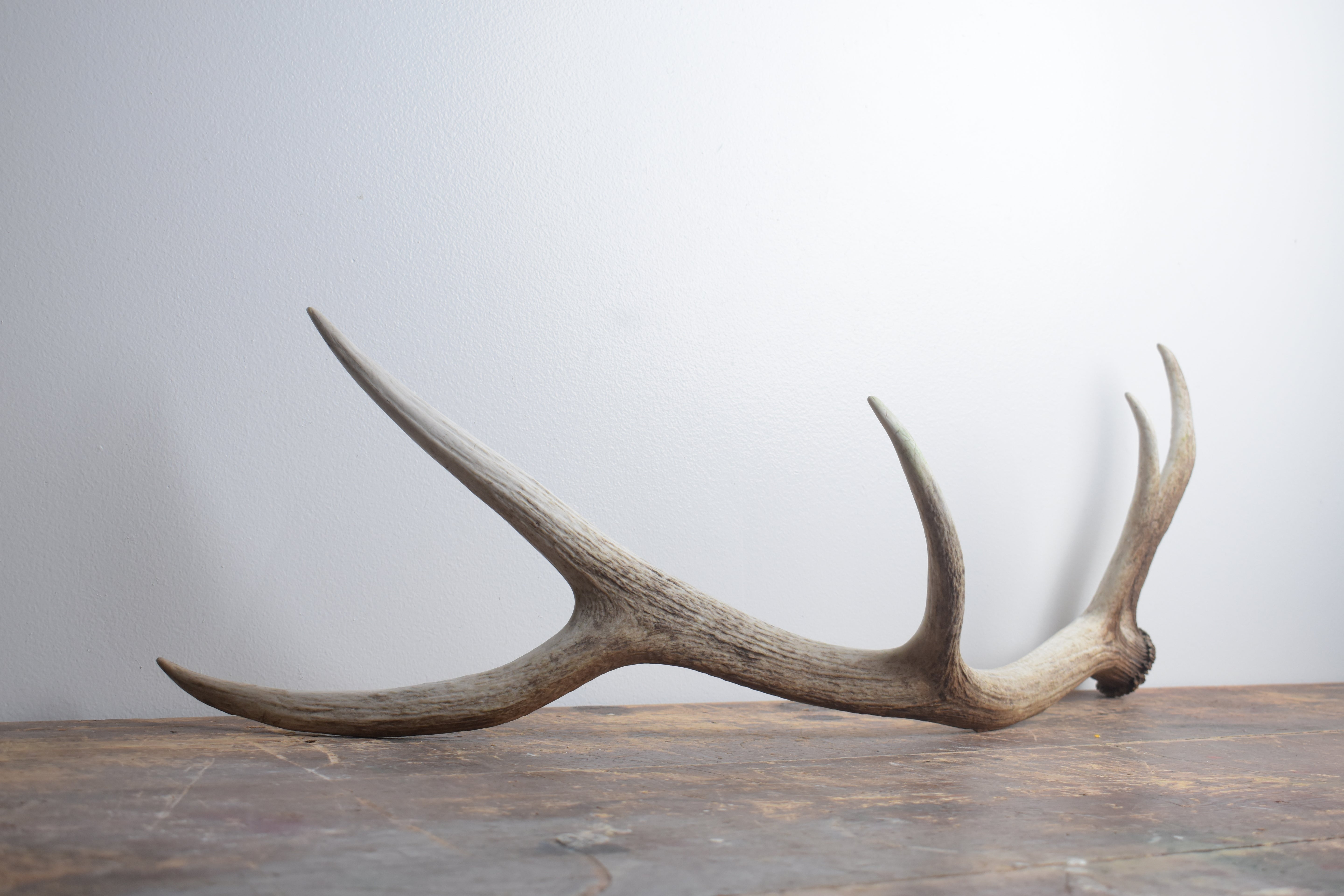 Elk Antler | Medium Size | 162