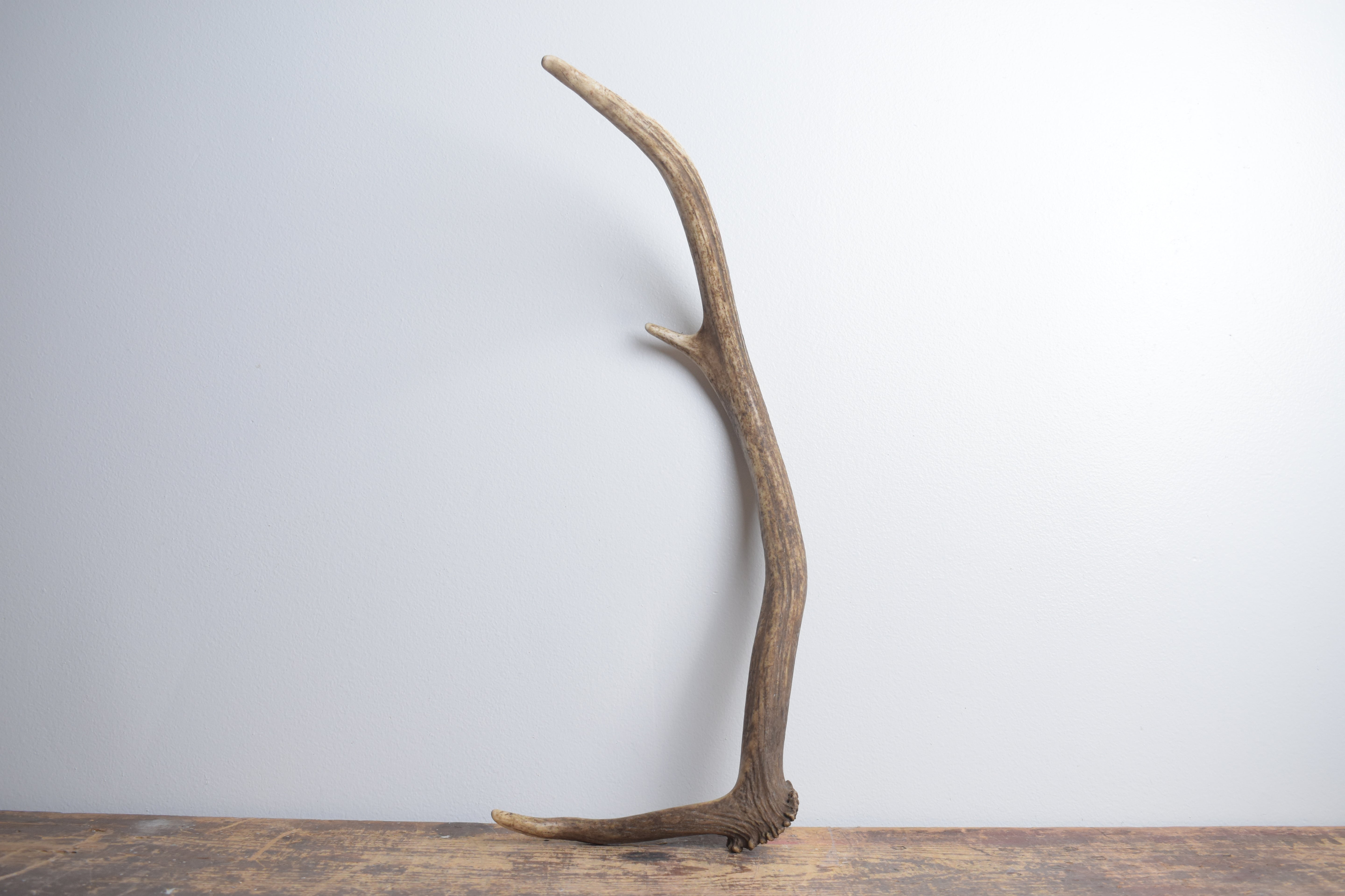 Elk Antler | Small Size | 165