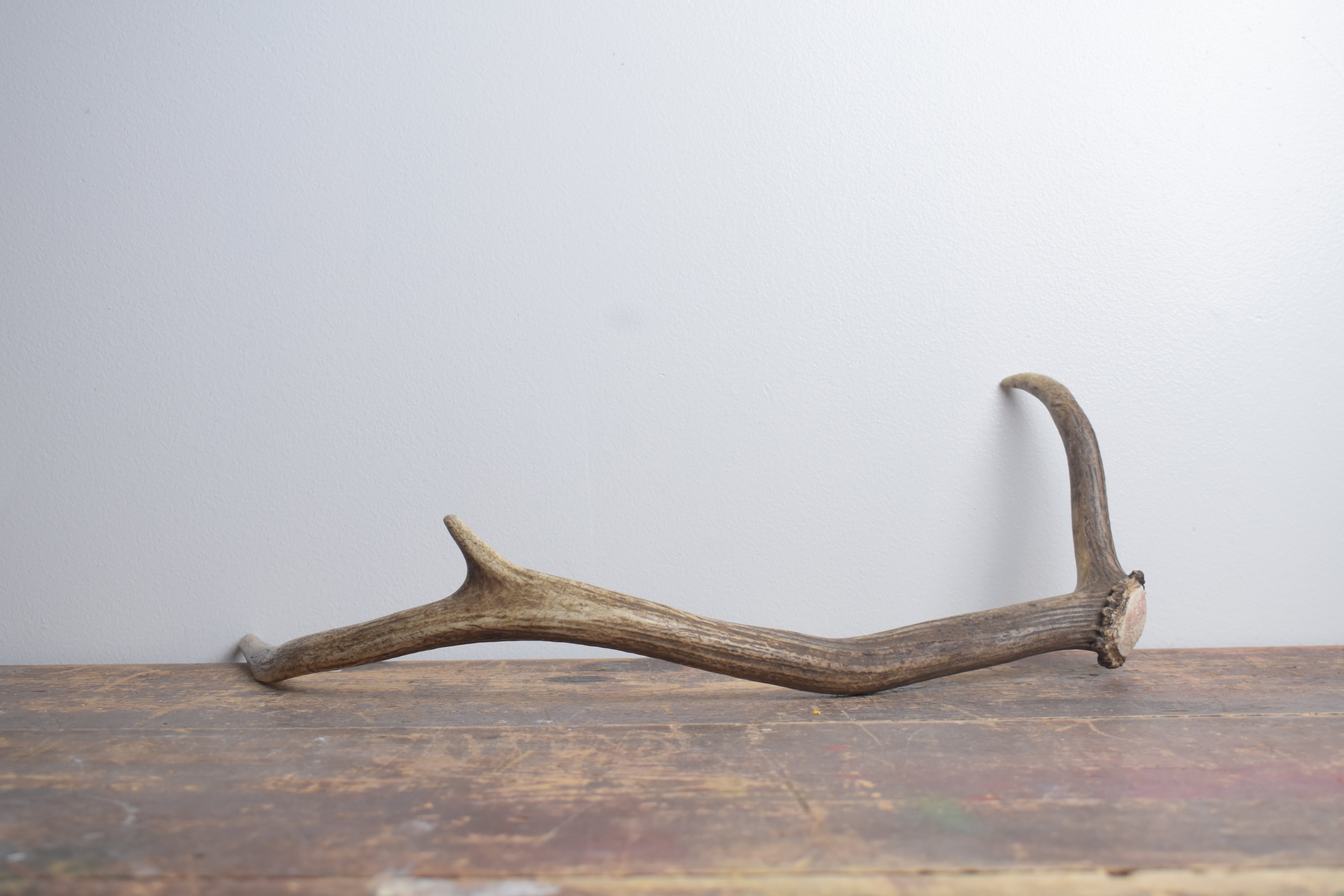 Elk Antler | Small Size | 165