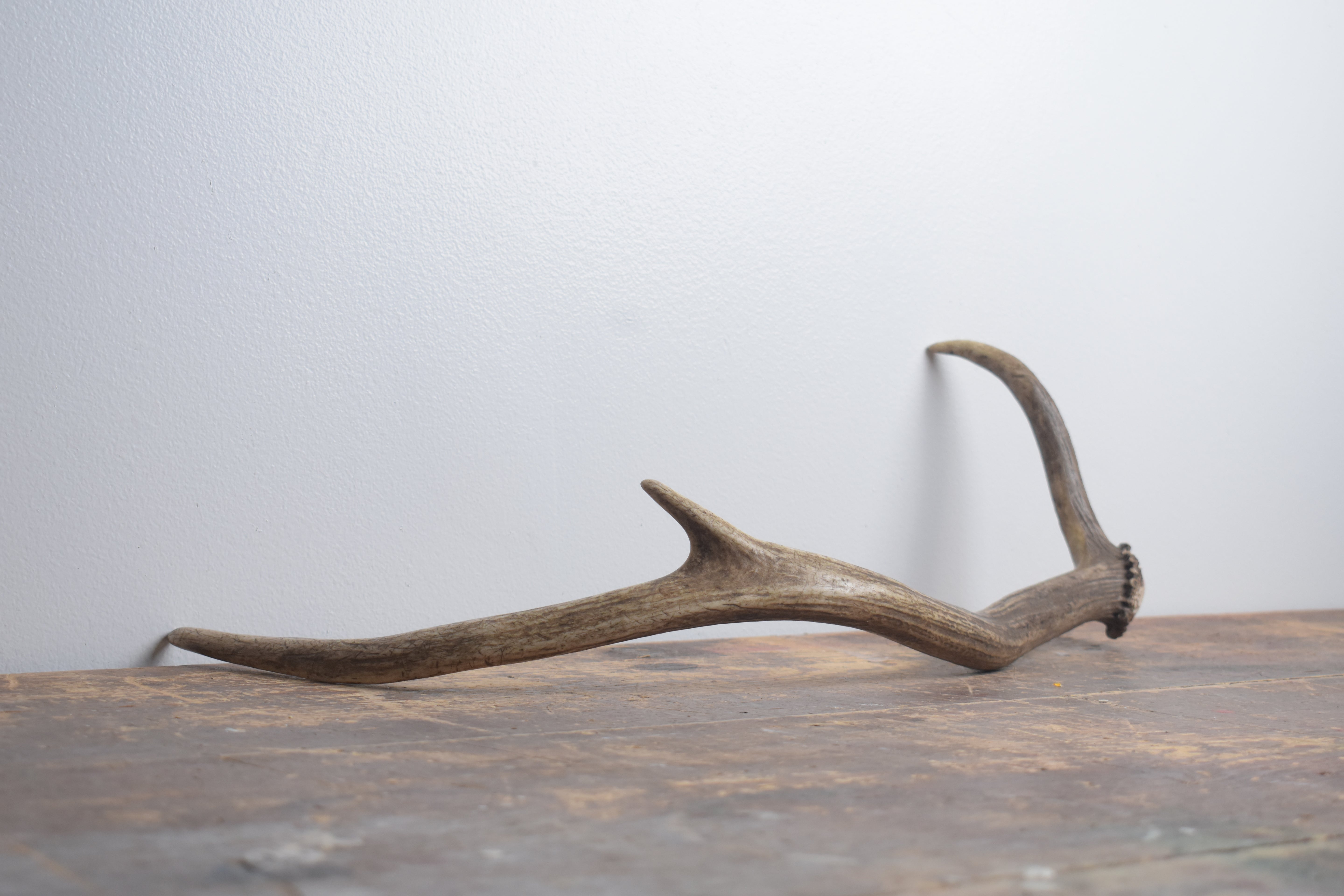 Elk Antler | Small Size | 165