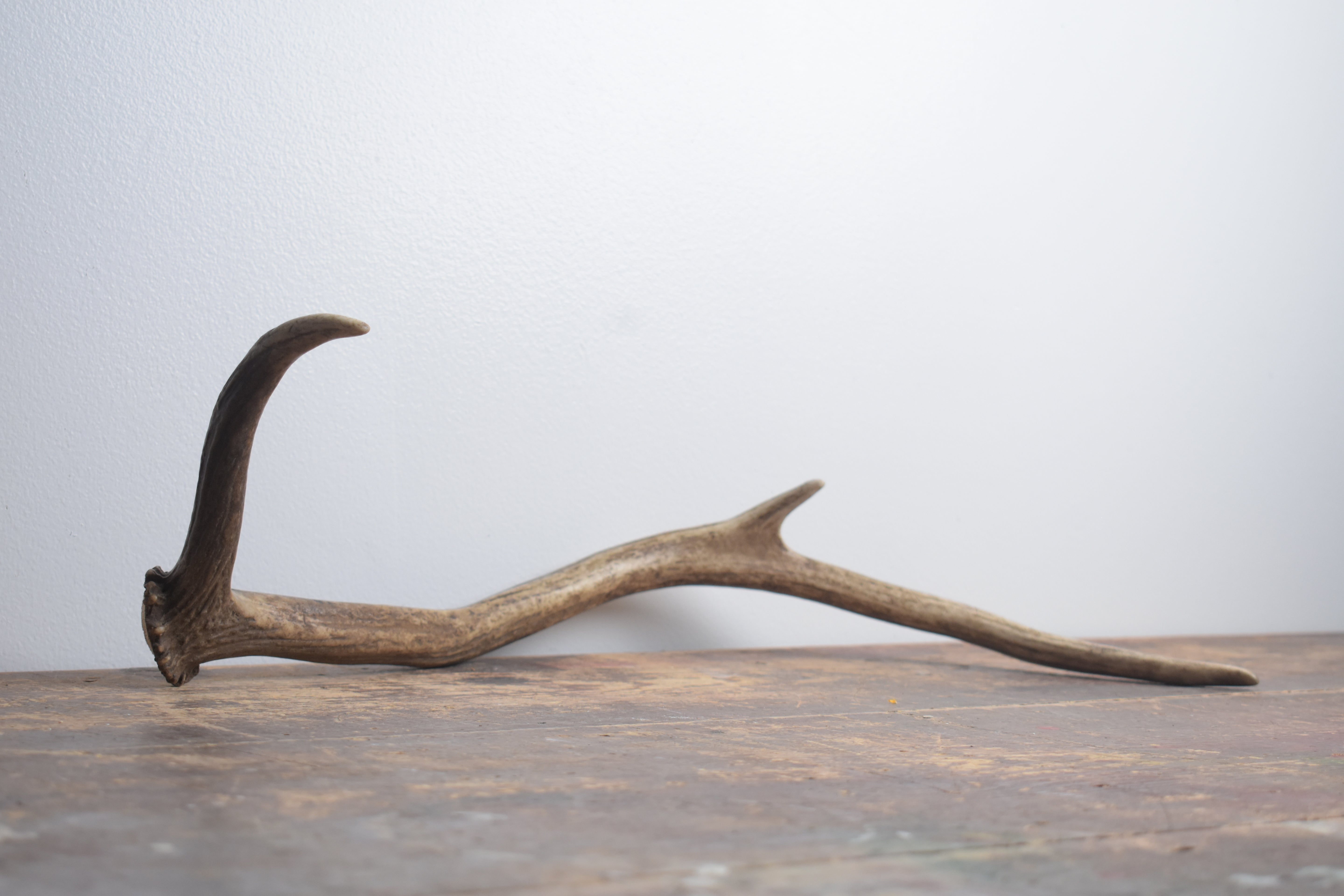 Elk Antler | Small Size | 165