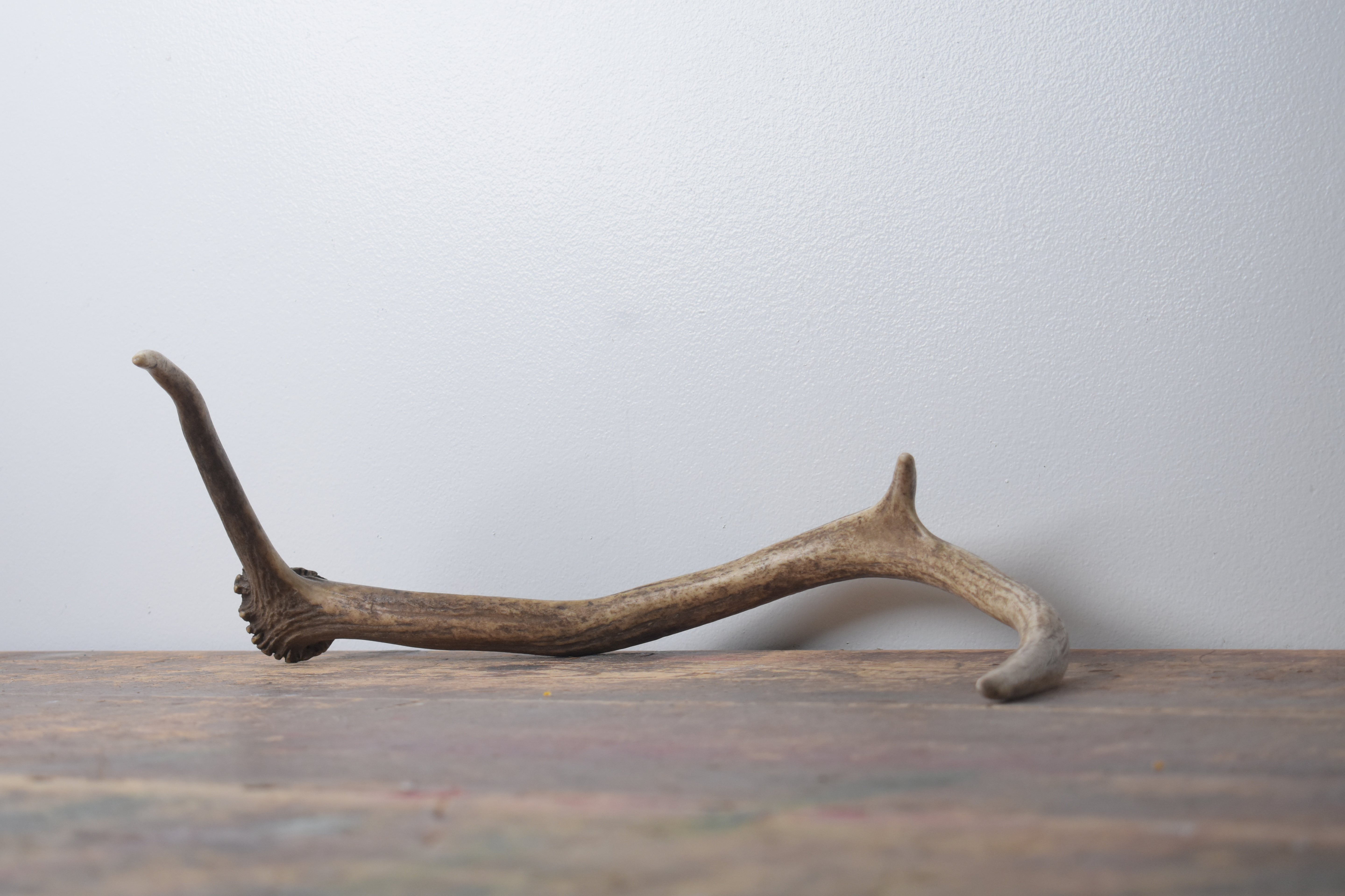Elk Antler | Small Size | 165