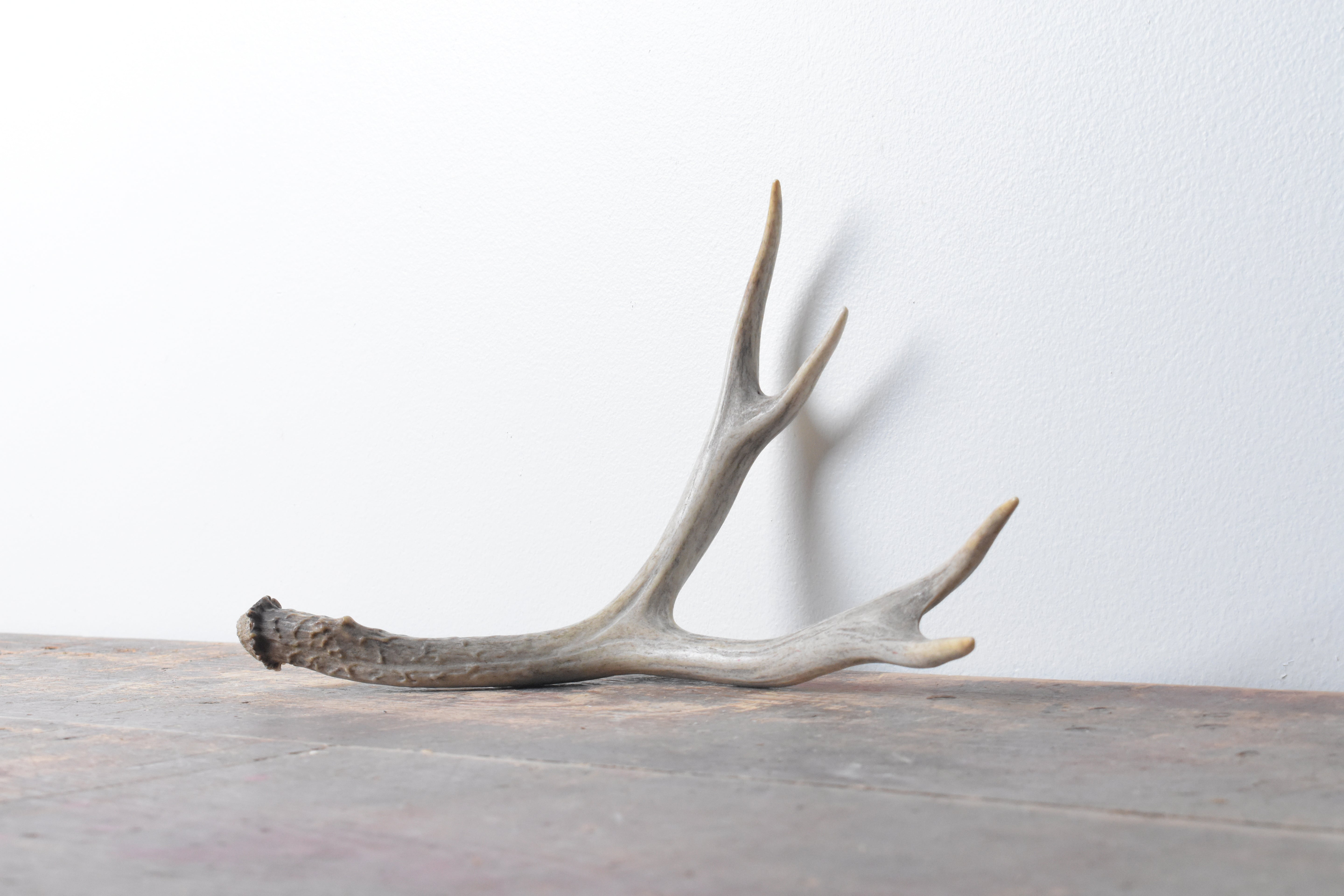 Mule Deer Antler | Medium Size | 08
