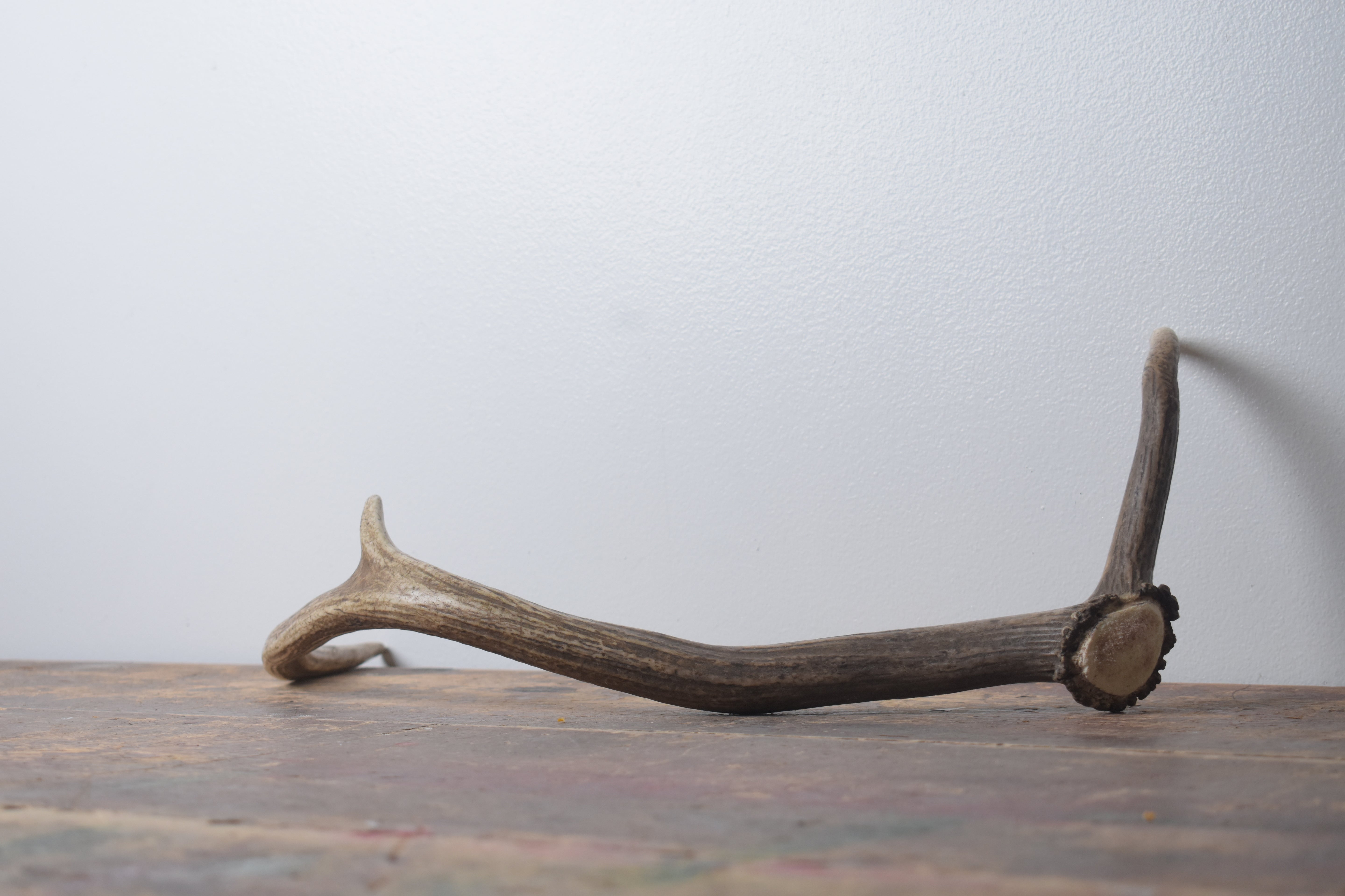 Elk Antler | Small Size | 165