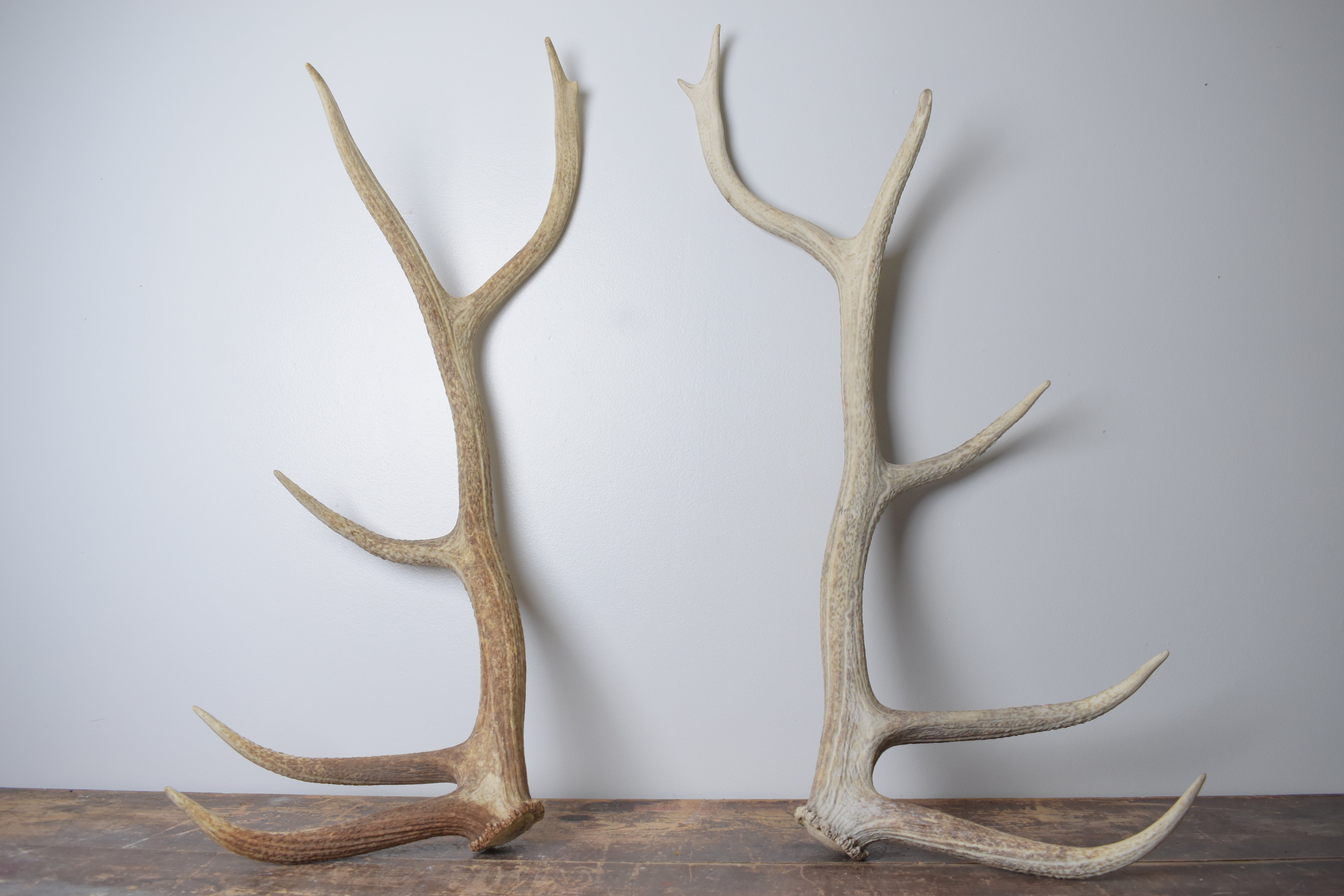 Elk Antler Set | Large | 164